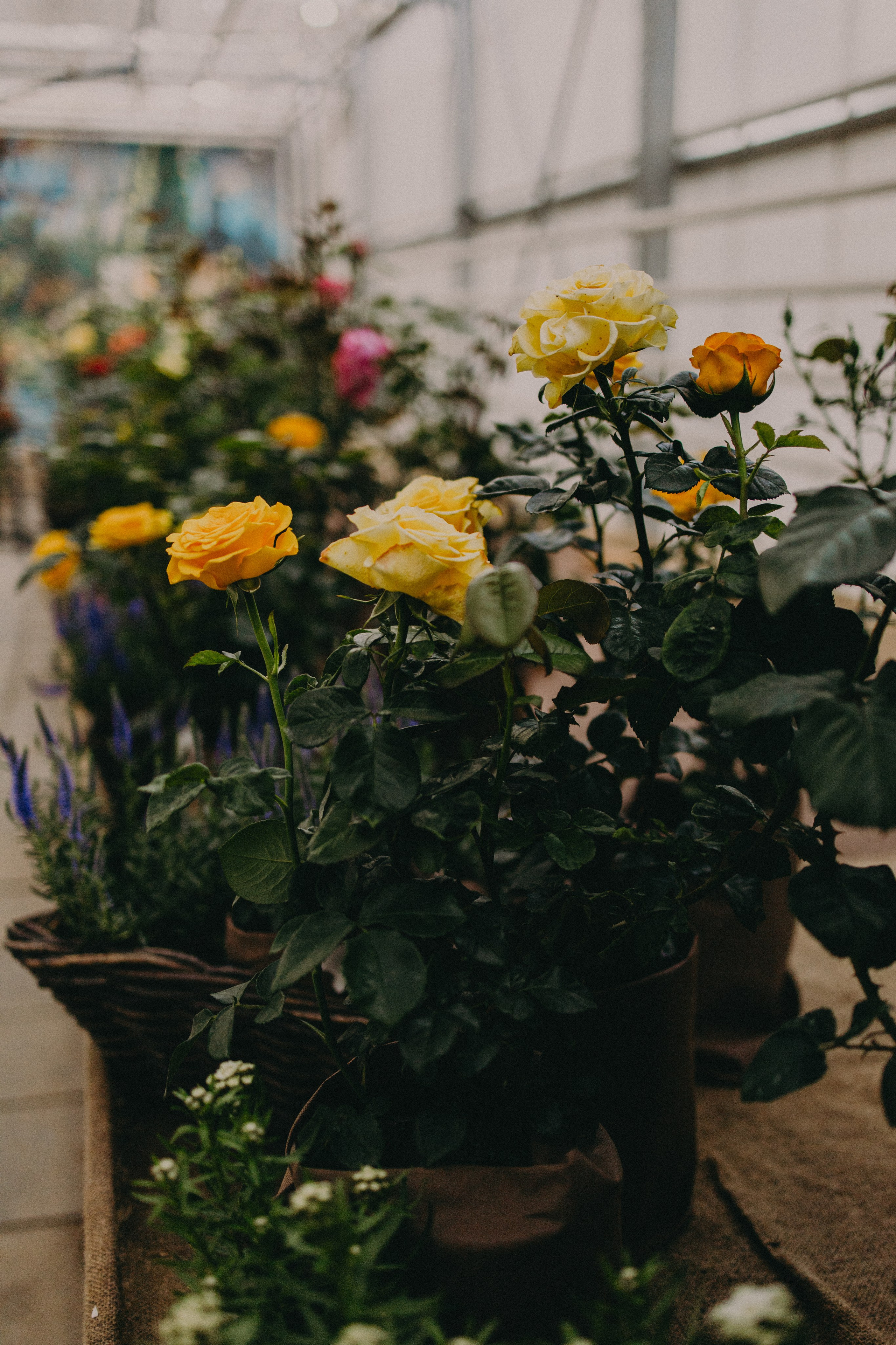 Ирина фотопрогулка Москва аптекарский огород. Портретный и семейный фотограф в Саратове Елена Шустова