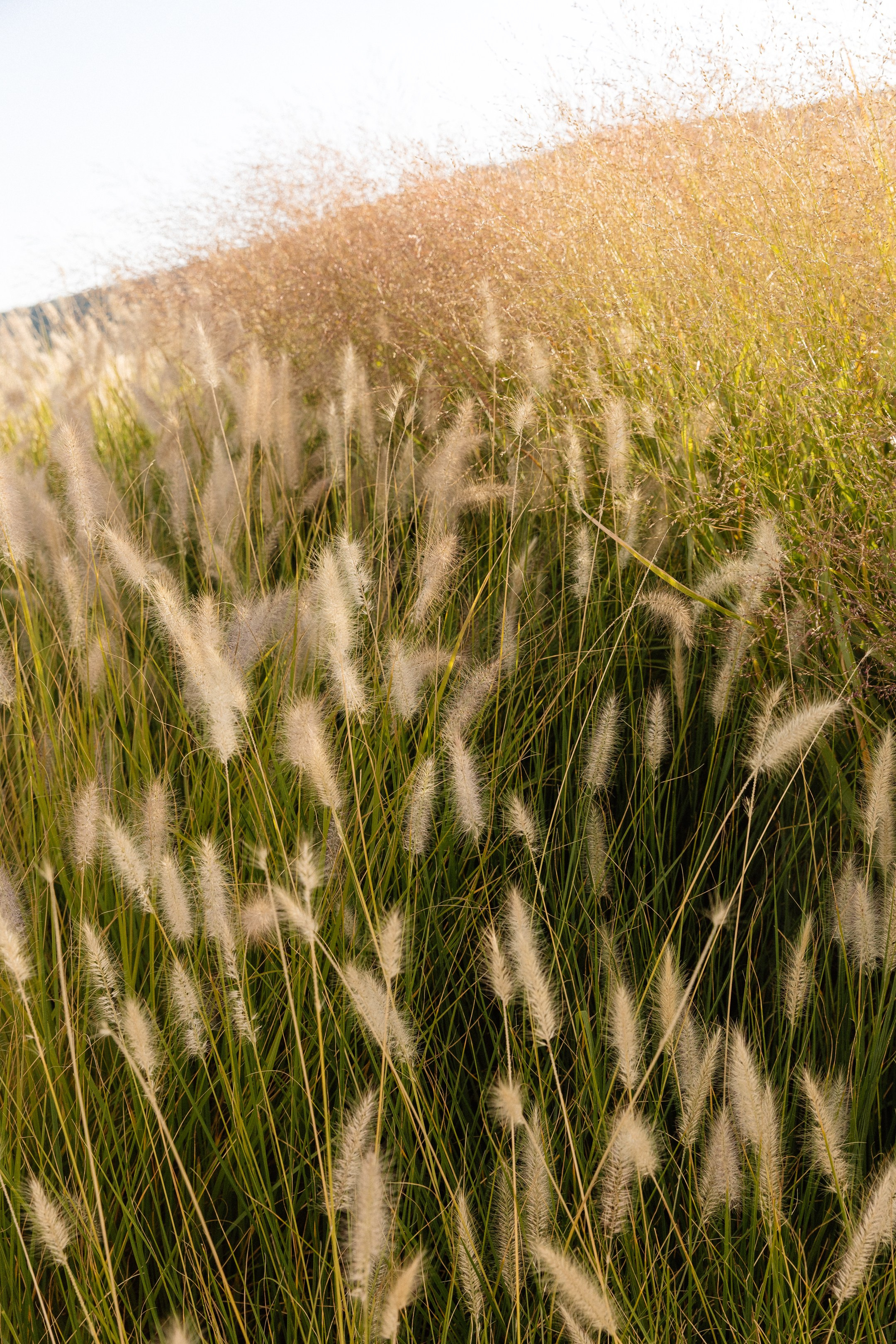 Алина и Артем. Свадебный и репортажный фотограф Новороссийск Краснодар Сочи Крым Данила Данилов