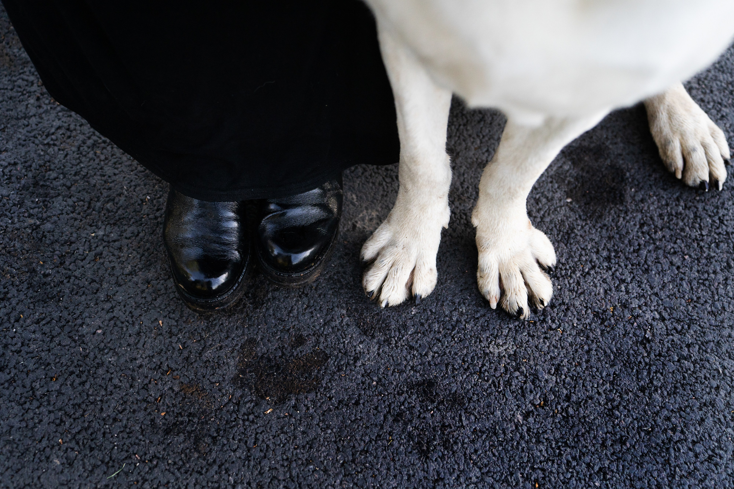 Настя и Рахат. Фотограф анималист в Москве и Санкт-Петербурге Свиридова Анна