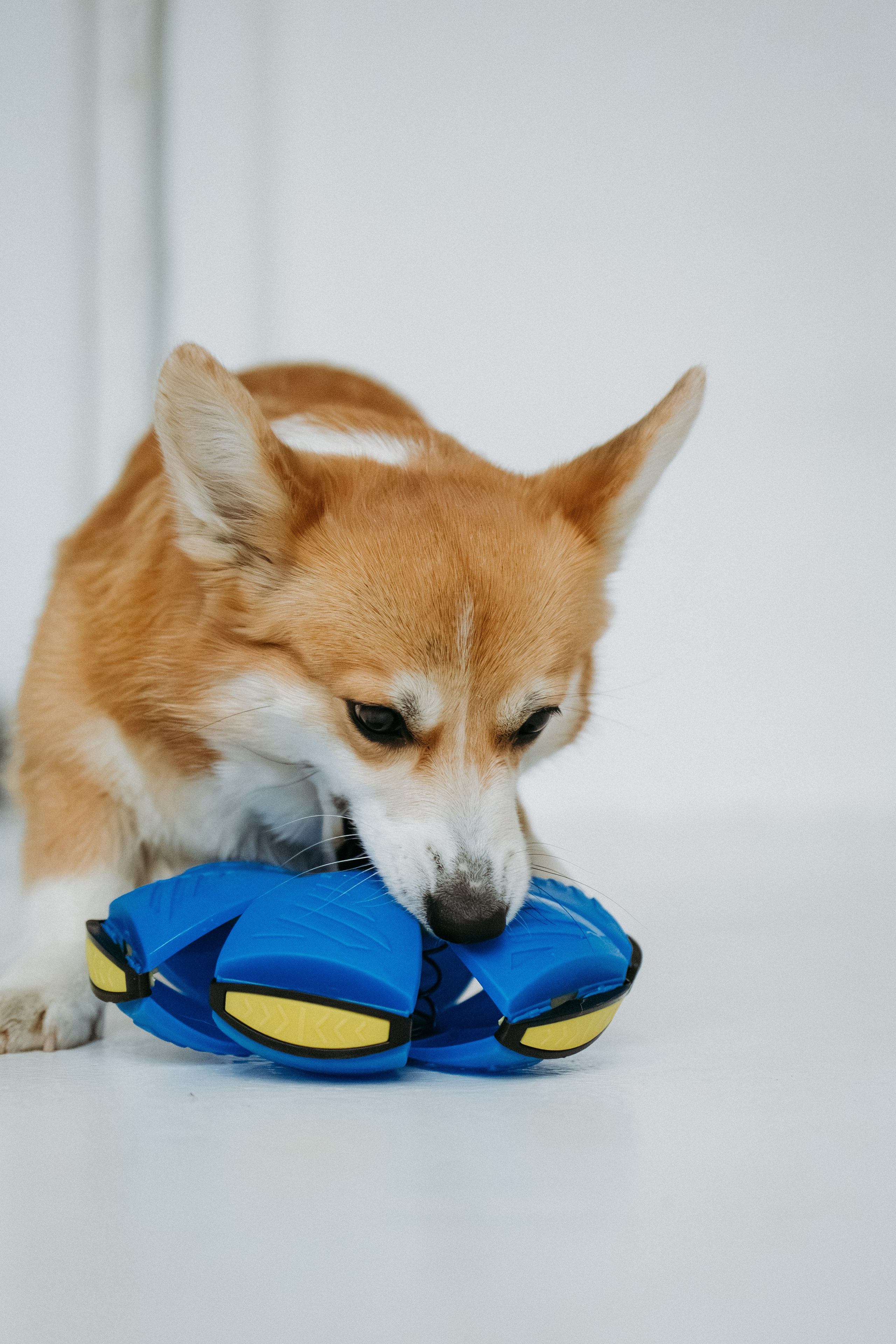Мячи-попрыгуны. Фотораф — анималист Мария Шистка