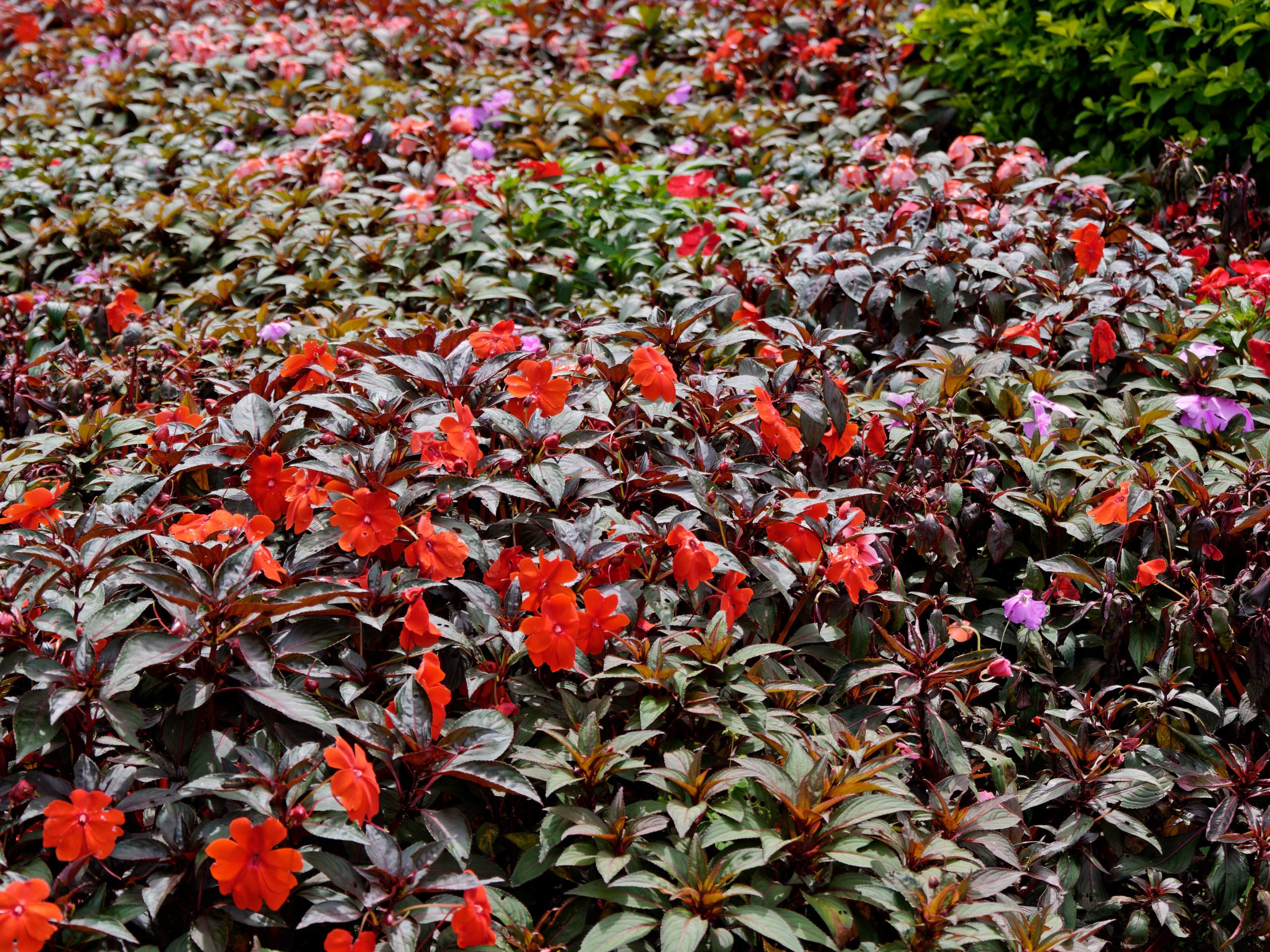 Далат 2023. Избранные фотографии