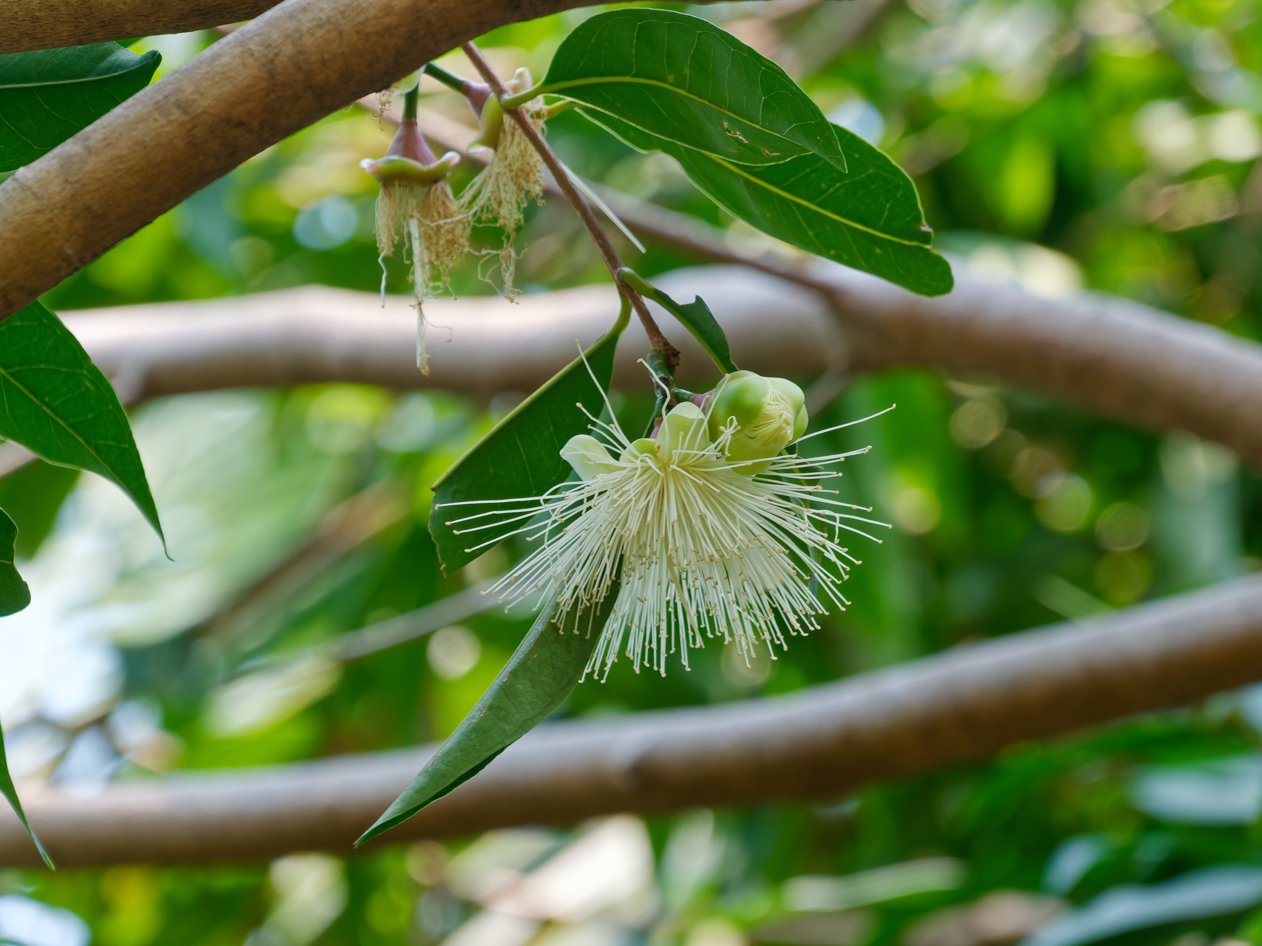 Хайнань 2026, флора, цветы и деревья. Фотопрогулки по Миру