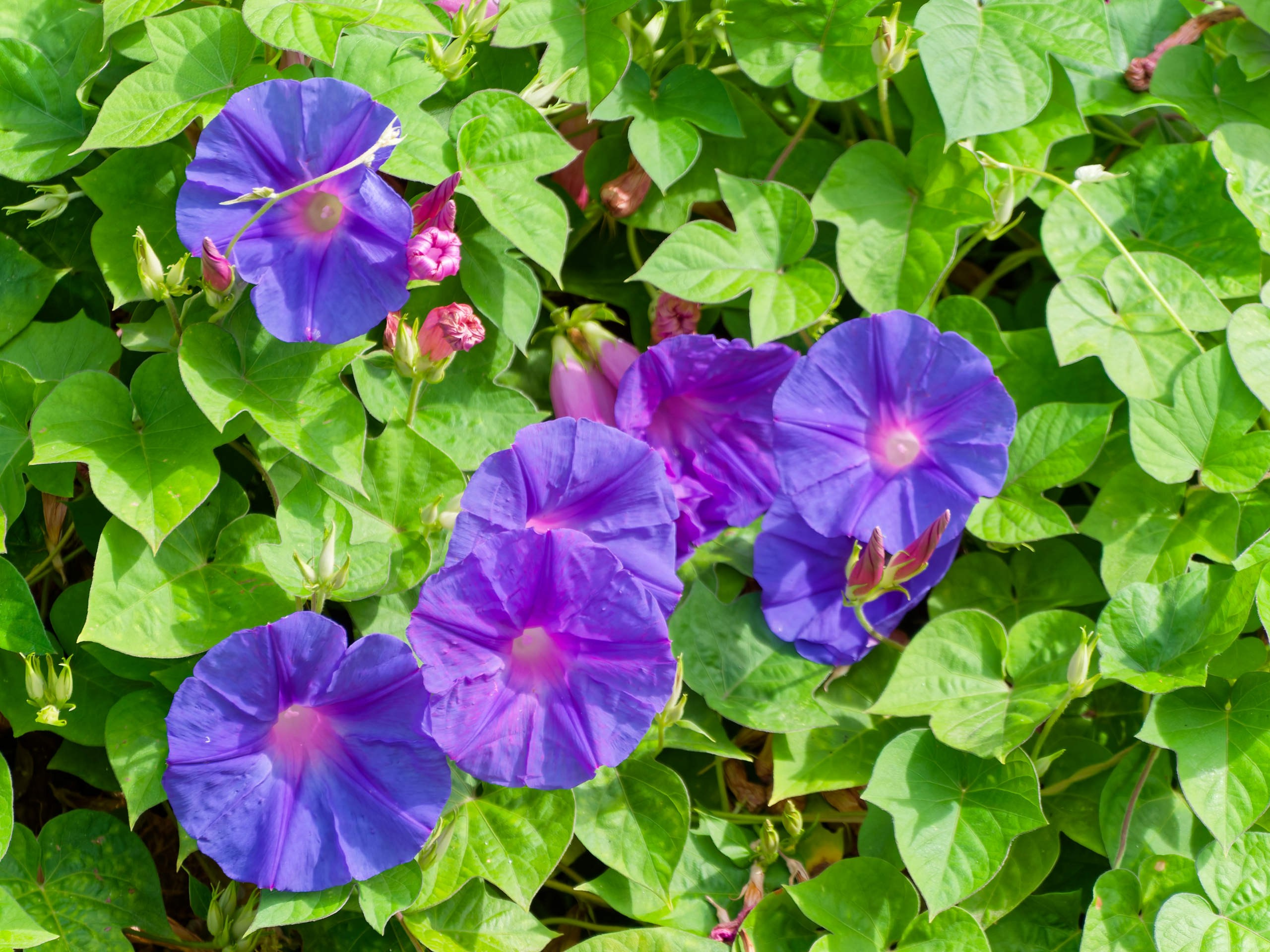 Алания 2025, город, стрит-фото. Избранные фотографии