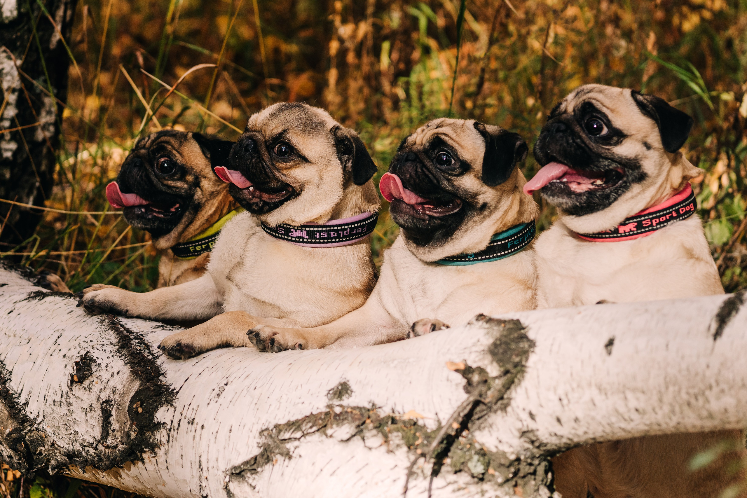 Life with dog. Saamill