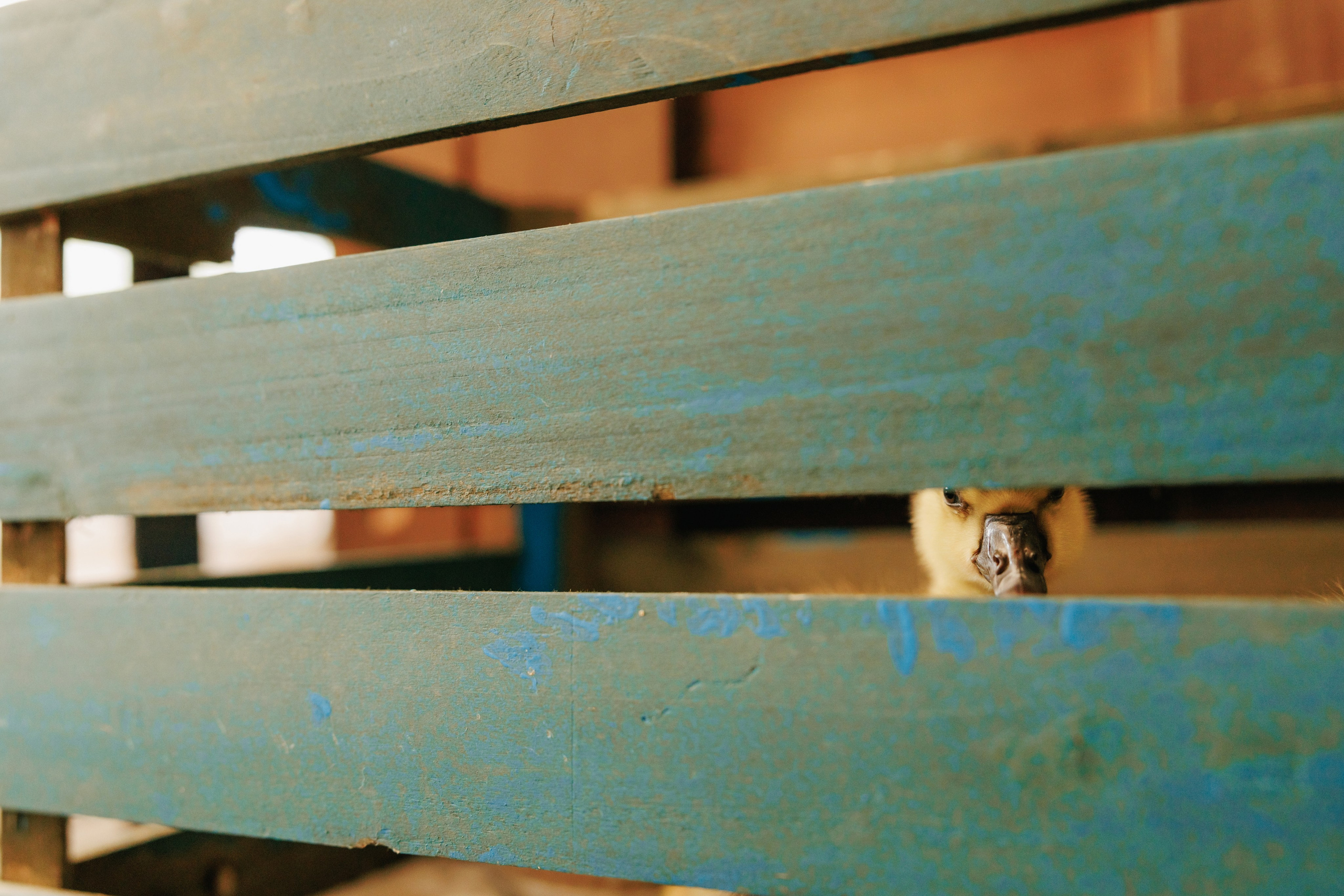 Репортажный фотограф в Санкт-Петербурге Жолудев Владислав