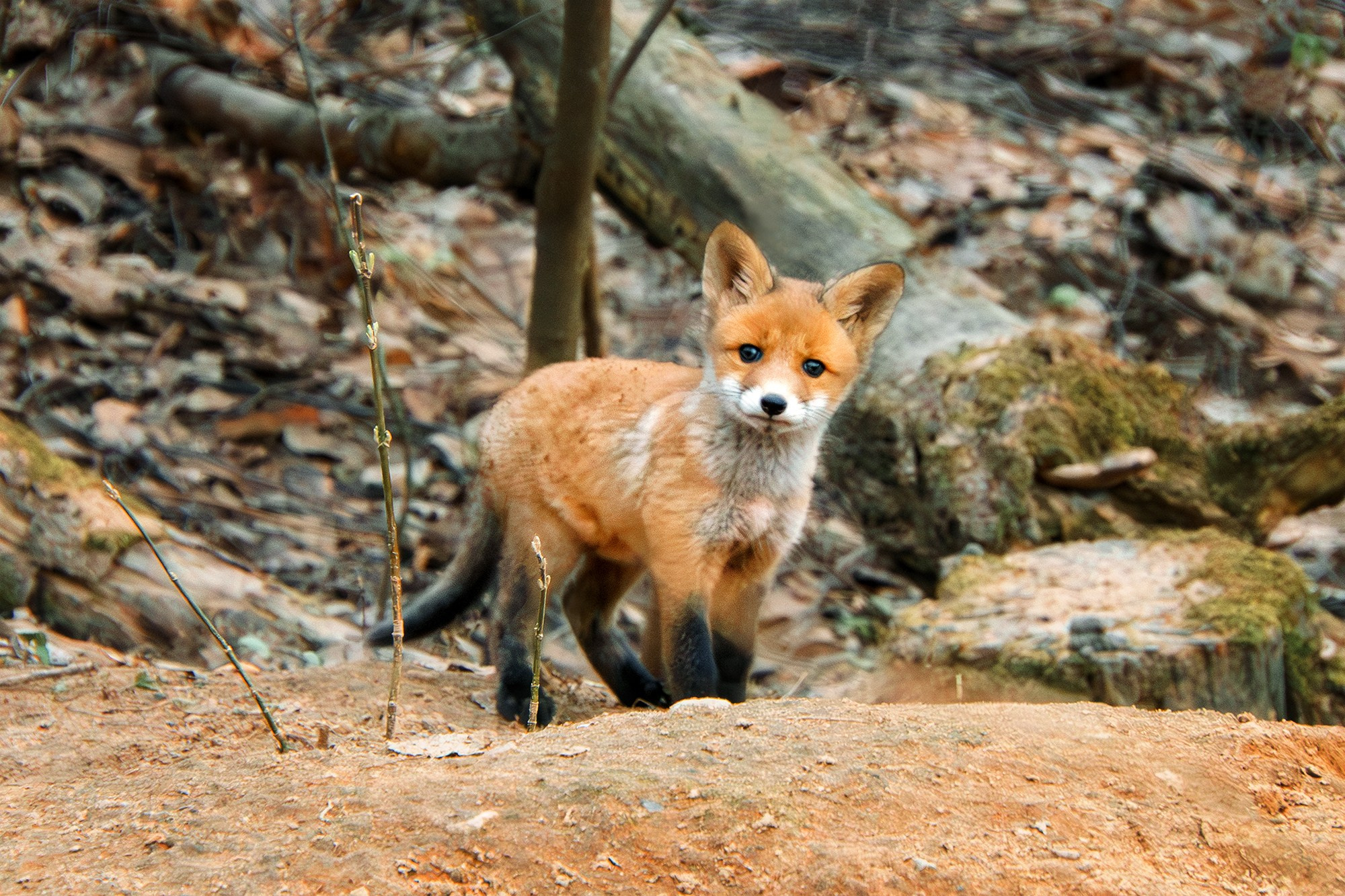Животные. Ваш личный фотограф Марина Волкова