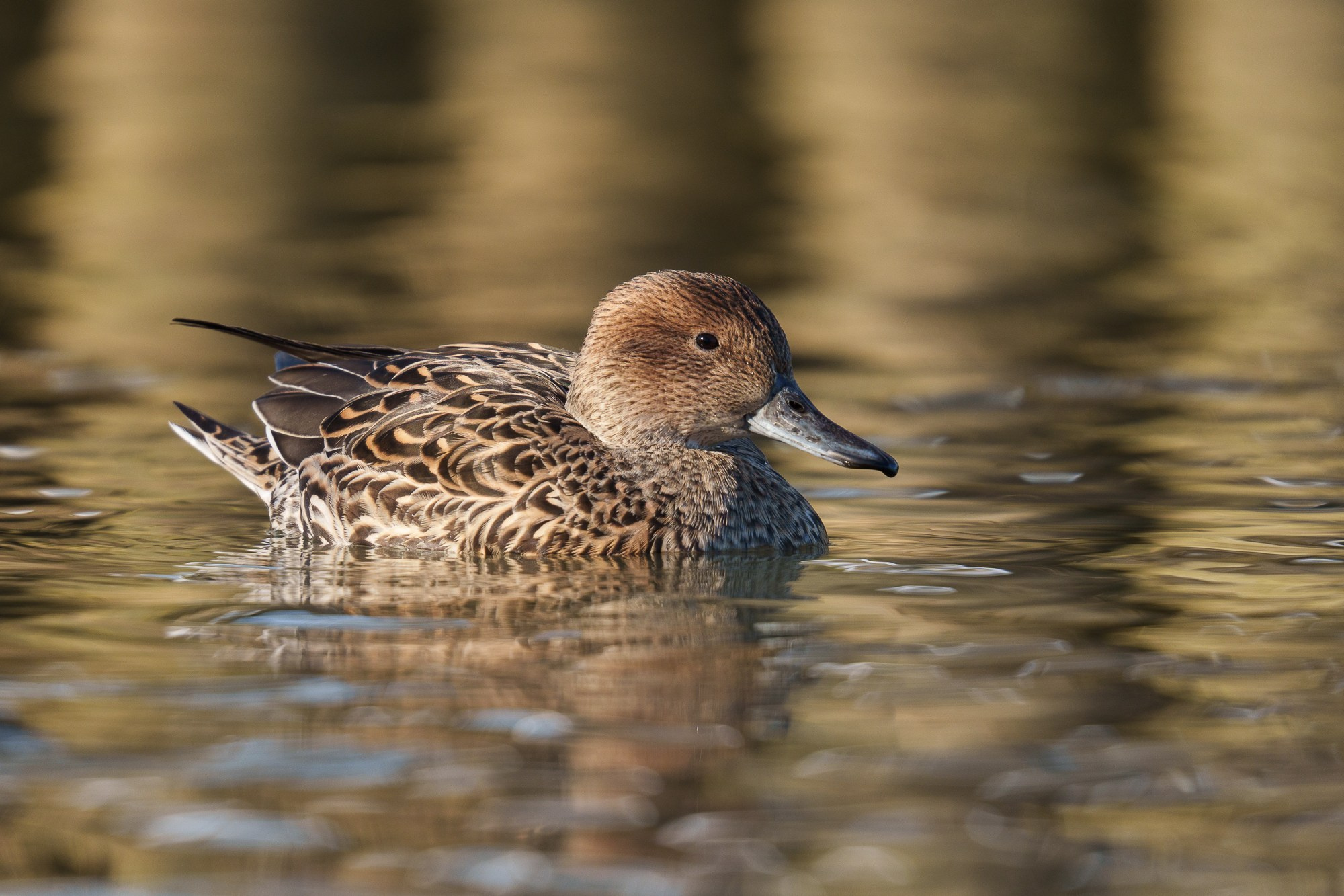 Удивительные мир птиц. Вокруг нас столько прекрасного — присмотритесь!. Ваш личный фотограф Марина Волкова