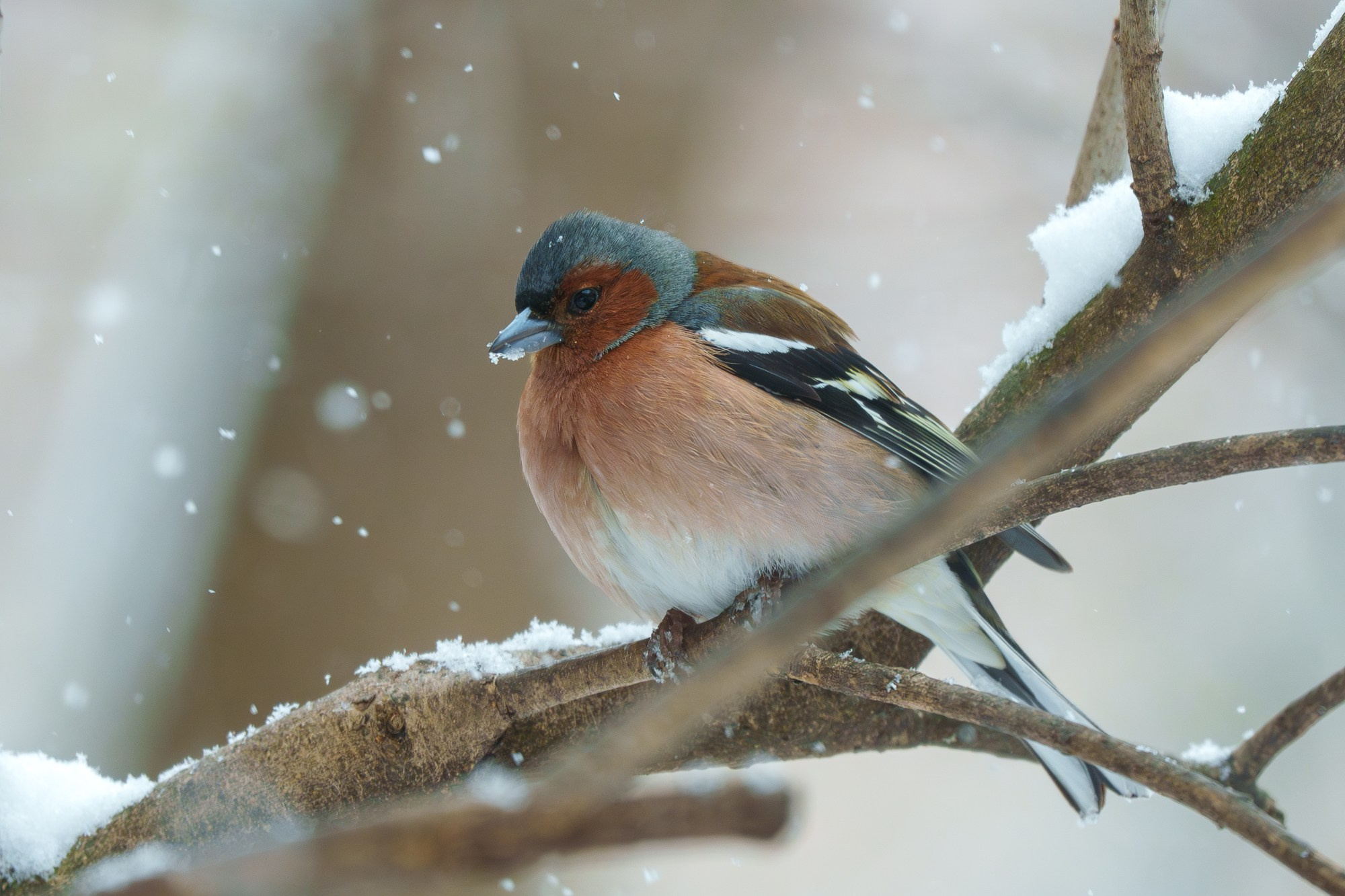 Удивительные мир птиц. Вокруг нас столько прекрасного — присмотритесь!. Ваш личный фотограф Марина Волкова