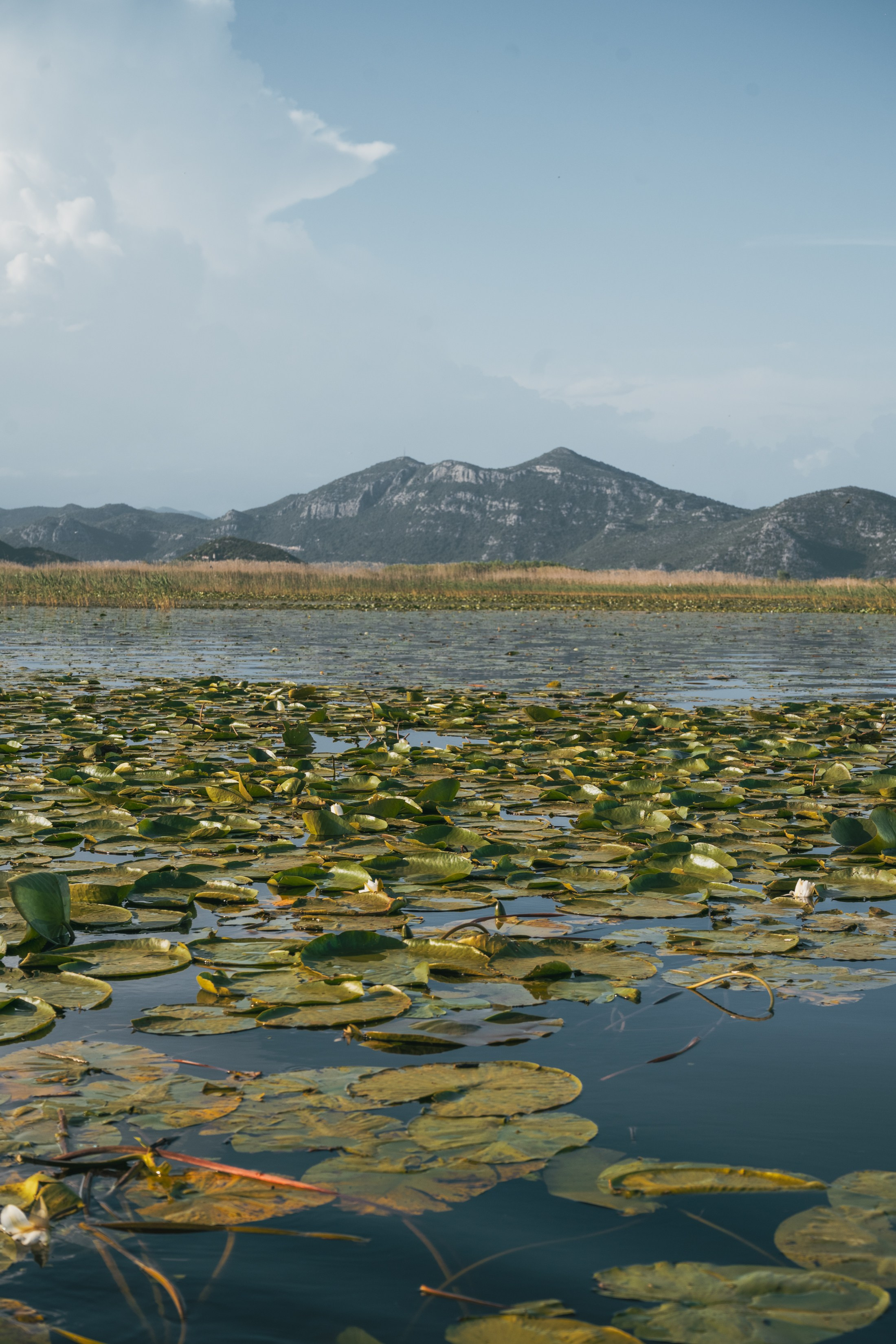 СКАДАРСКОЕ ОЗЕРО. ЧЕРНОГОРИЯ. Фотограф в Белграде Чугреева Елена