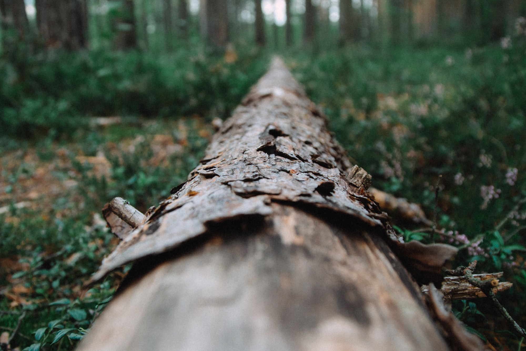 Природа. Андреева Полина l Портретный фотограф в Москве