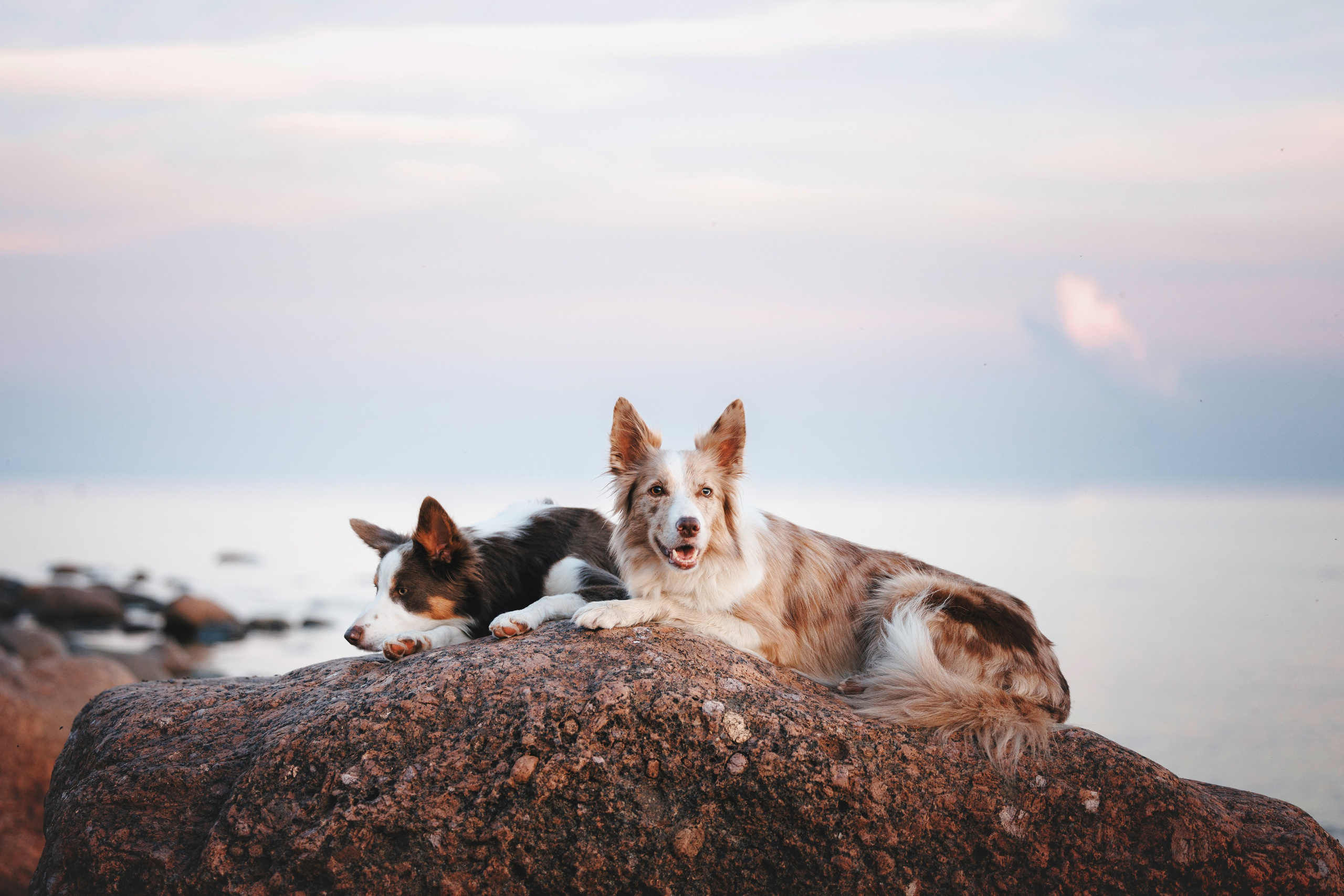 Рита, Маша и много собак. Фотограф анималист Осипчикова Мария