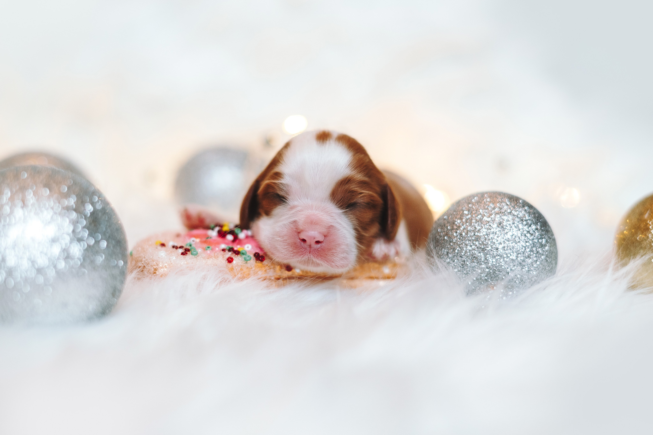 ККЧС. Фотограф анималист Осипчикова Мария