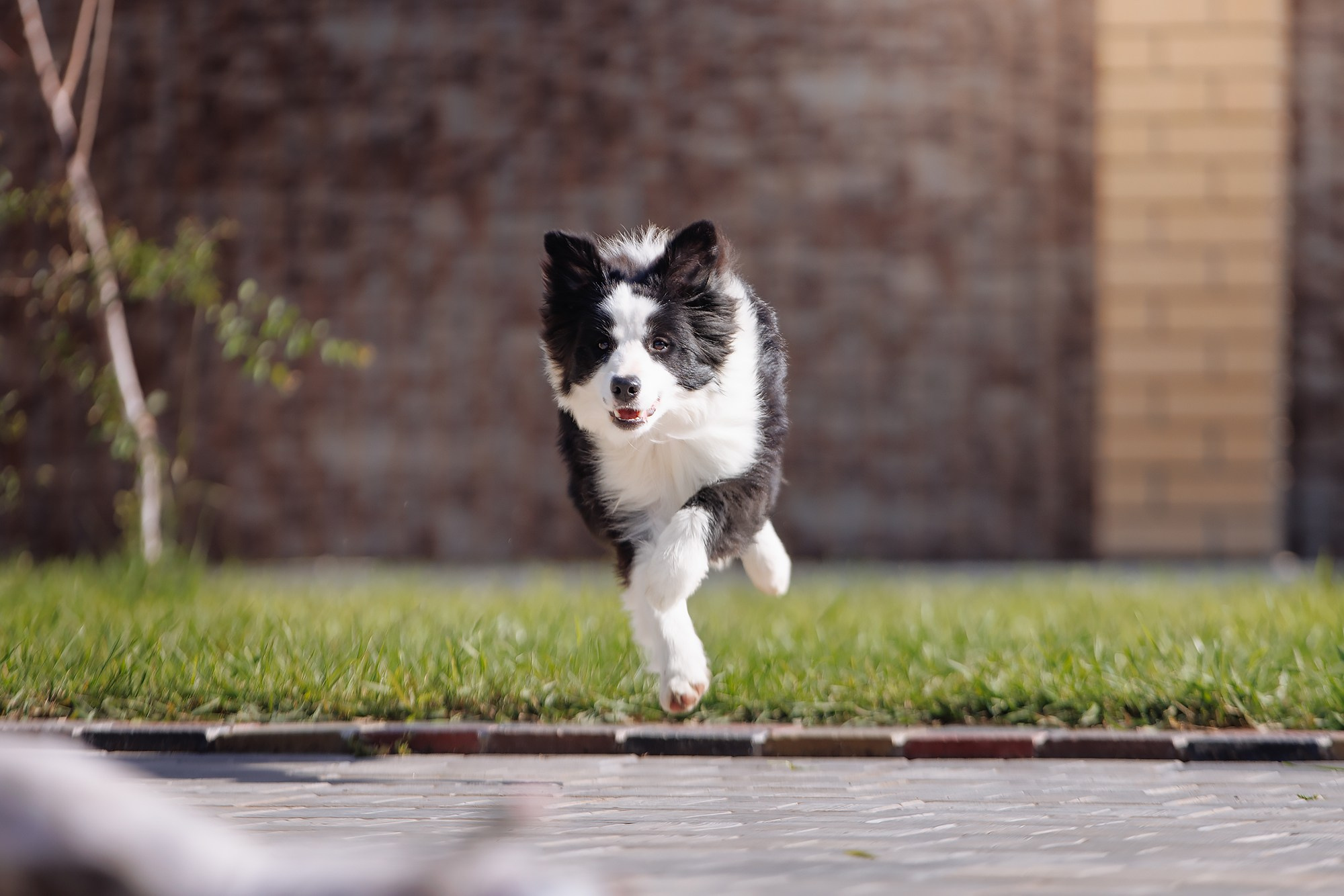 Трава у дома. О нас