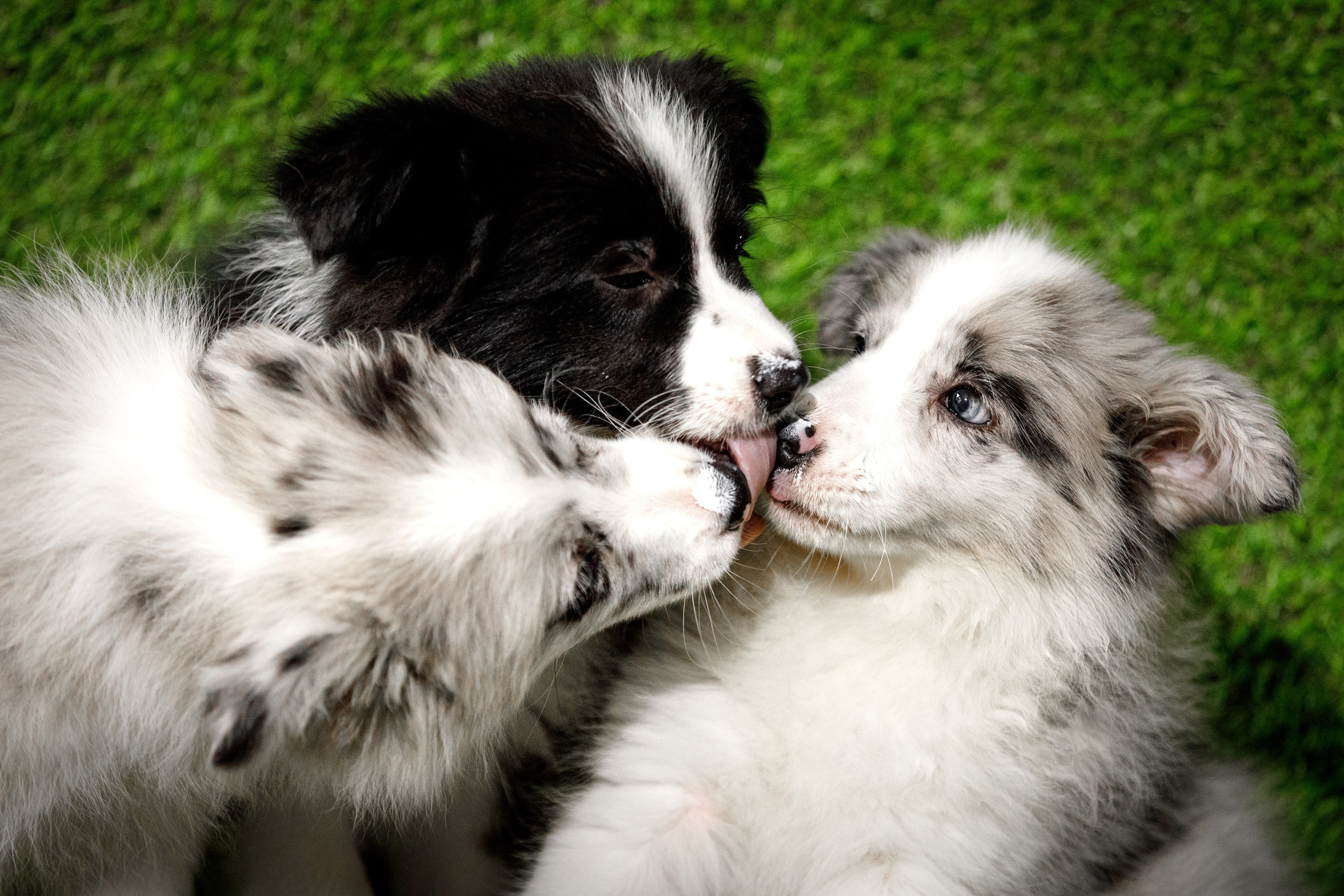 Болтовня в саду. О нас