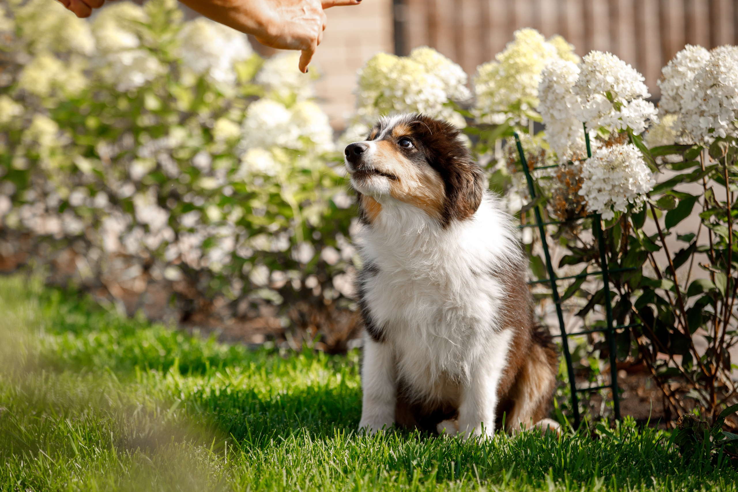 Смешарики. О нас