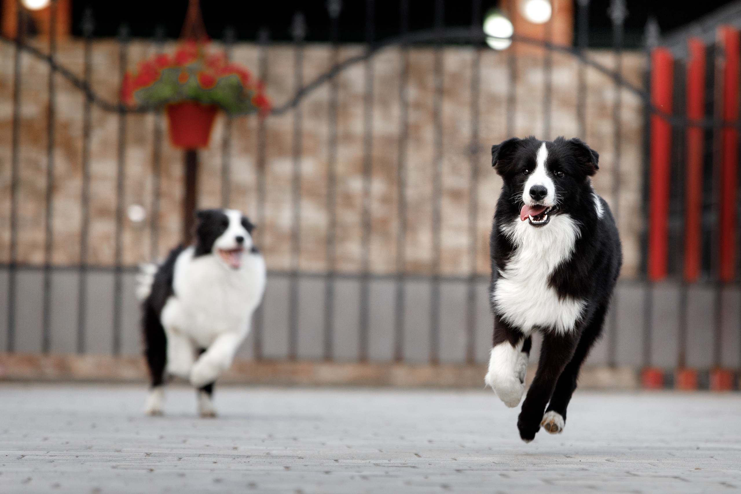 Болтовня в саду. О нас