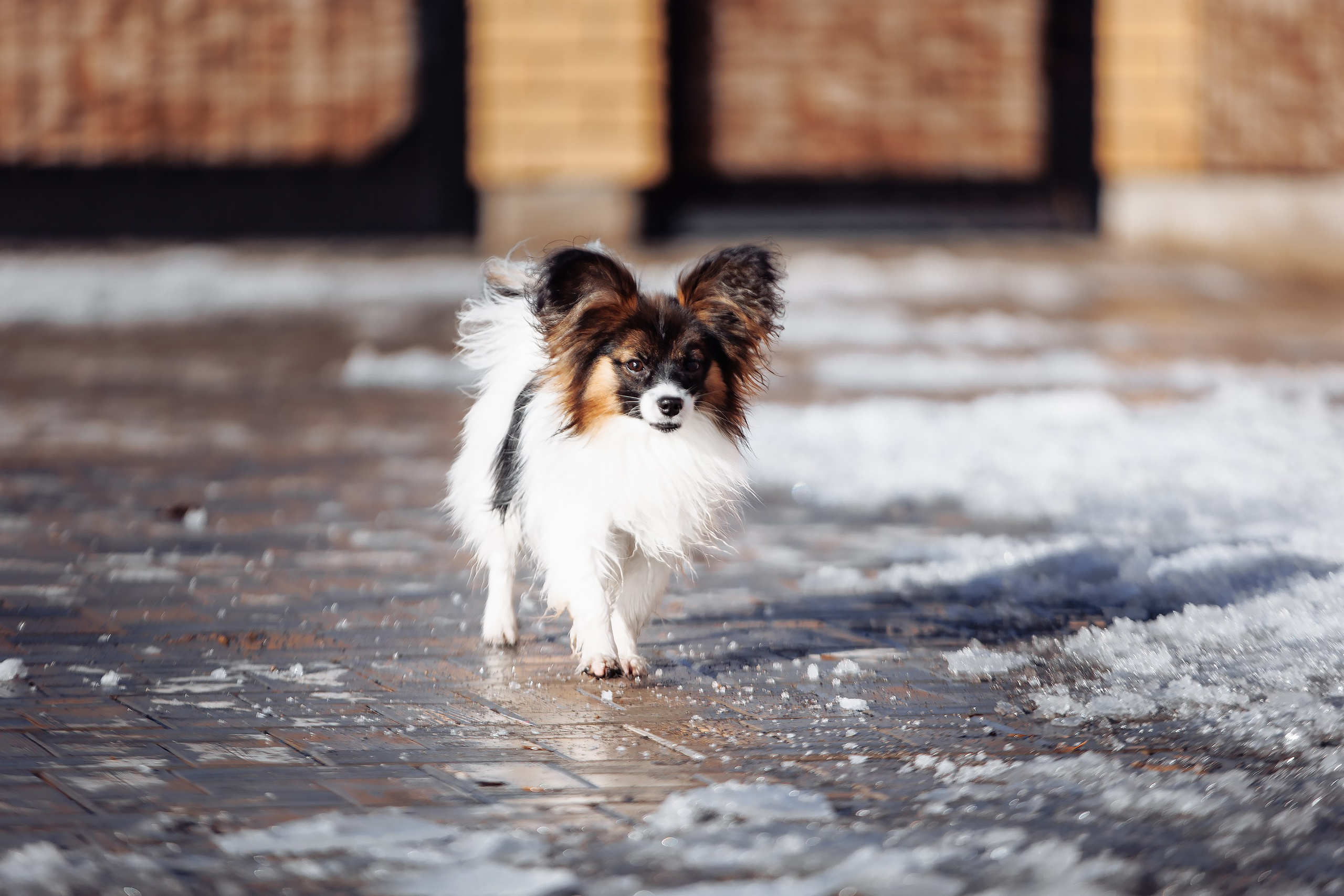 Пока таяло. О нас