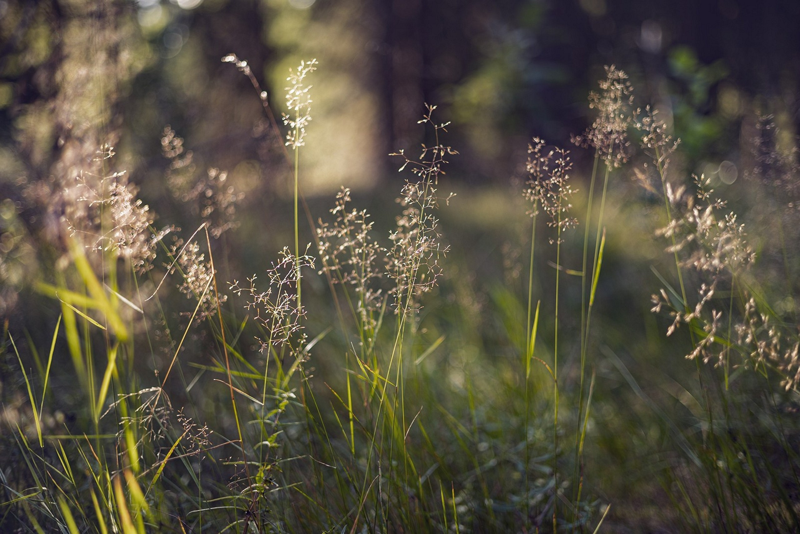 Карельский Перешеек. Фотограф Владимир Медведев