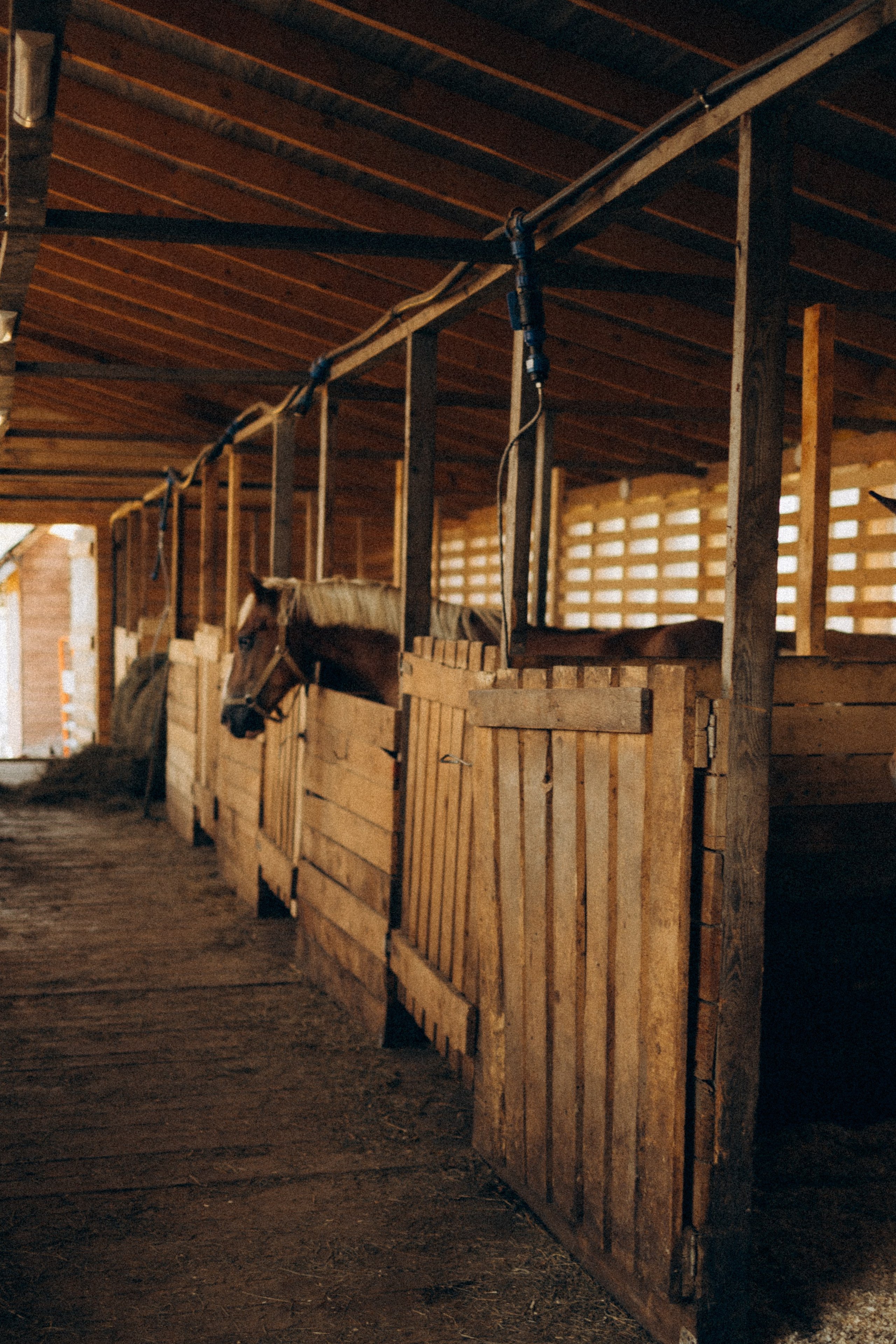 А в деревни лошади. Фотограф Москва Светлана Кирюшина