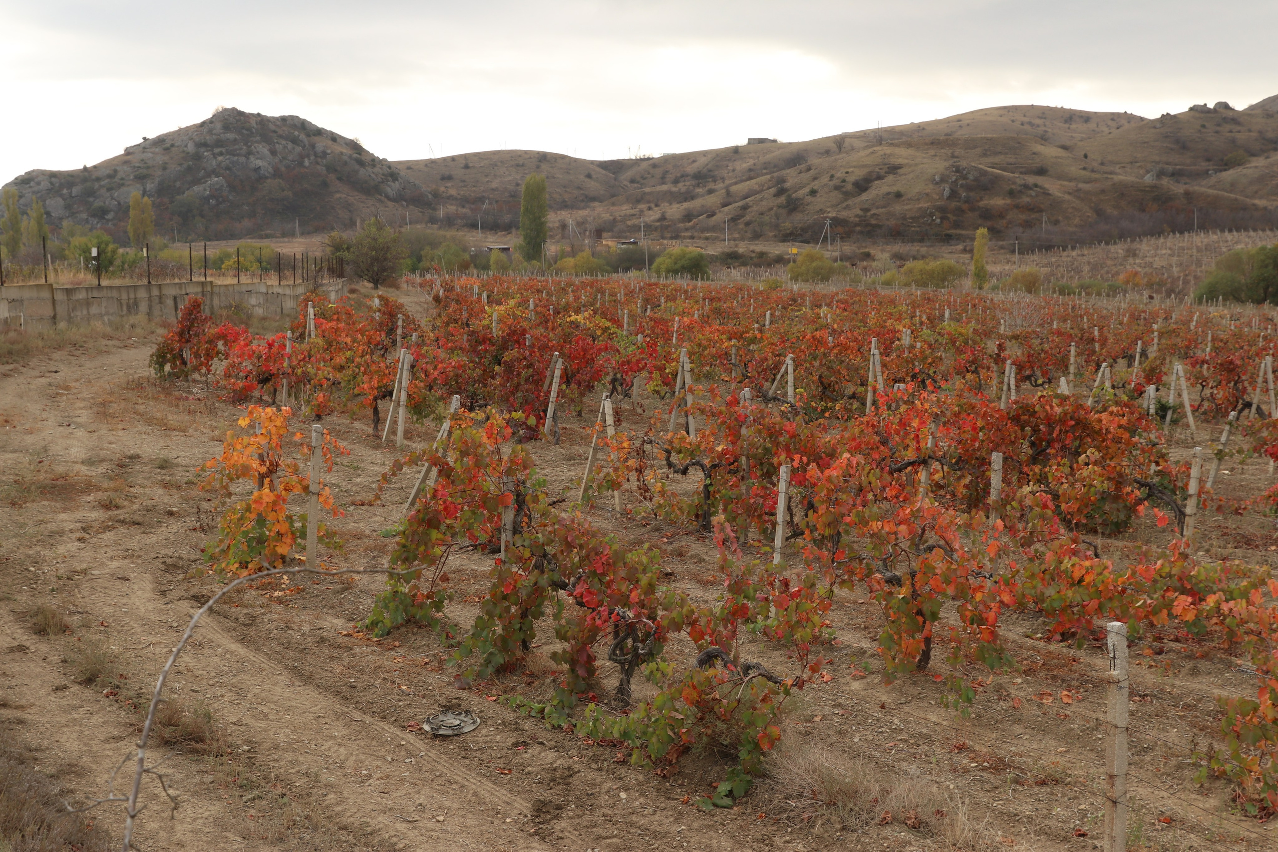 Крым. ЮБК (Гурзуф, Судак и их окрестности). Ноябрь 2023. Путешественник-фотограф из Санкт-Петербурга Татьяна Свистулина