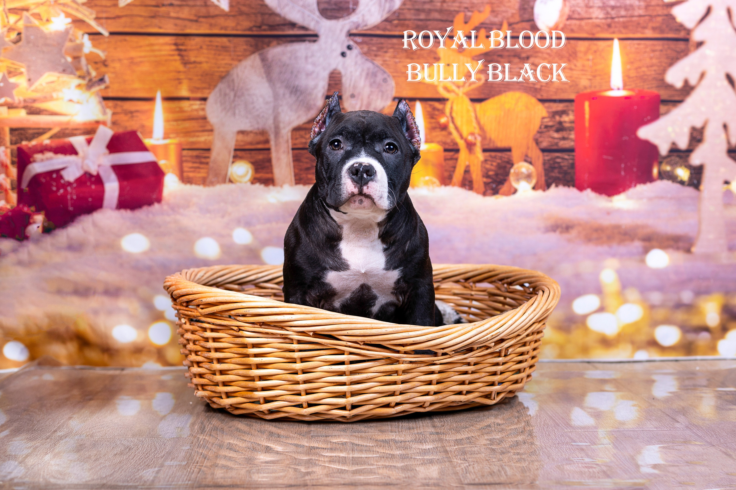 Американский булли!. Фотограф 📸 семейный, предметный, репортажный