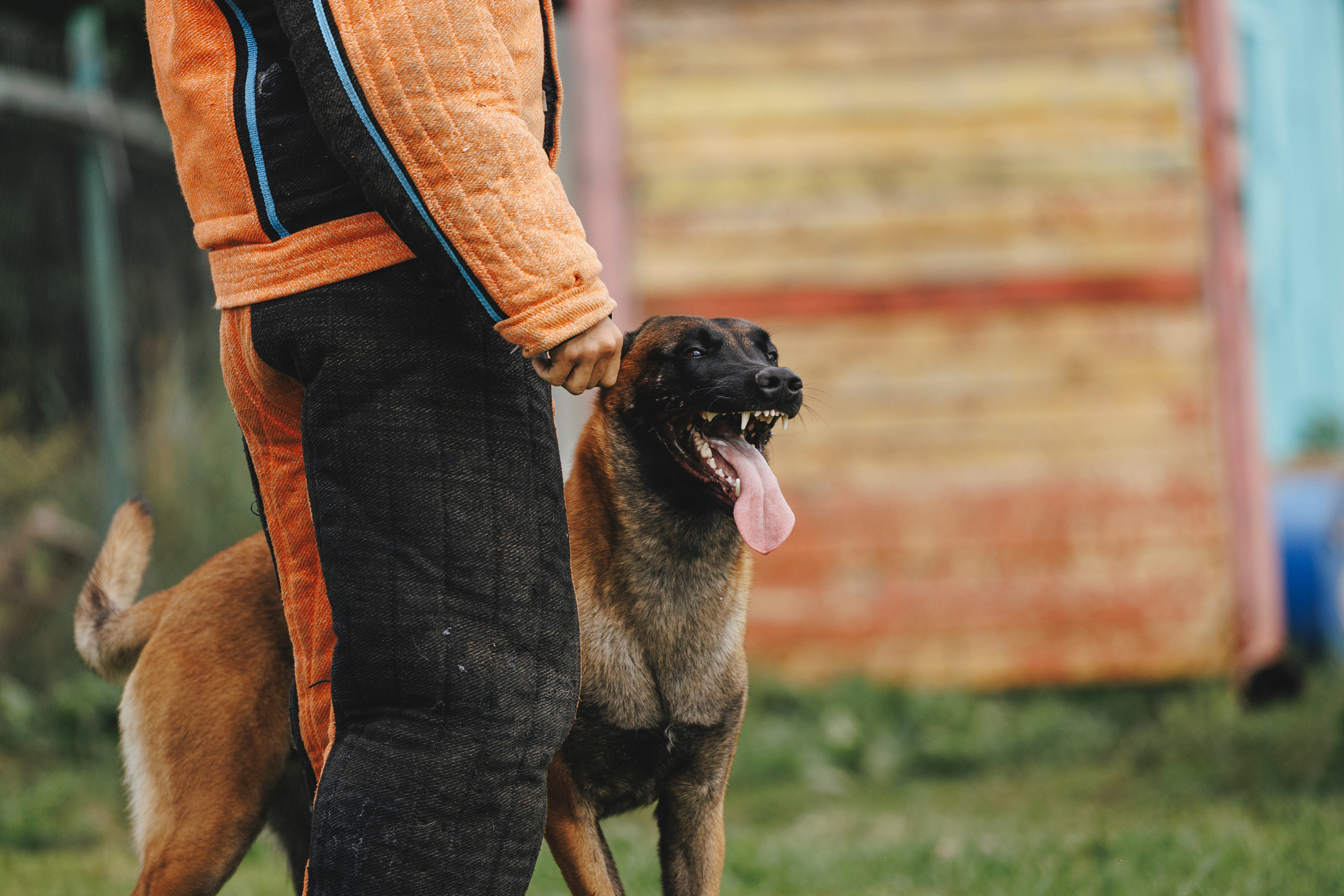 08.08.25-10.08.25 ЧР по мондьорингу г. Вологда. Фотограф-анималист Анна Маринич