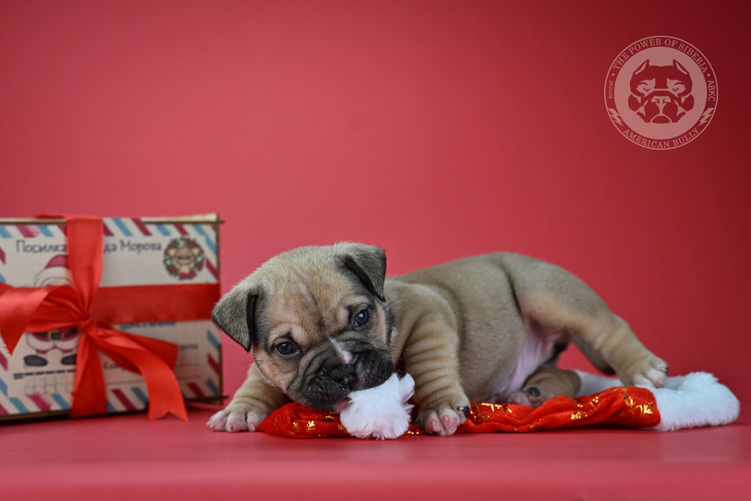 22.11.25 Тагира-Каспер. Американский Булли в г. Ростов-на-Дону. Питомник THE POWER OF SIBERIA