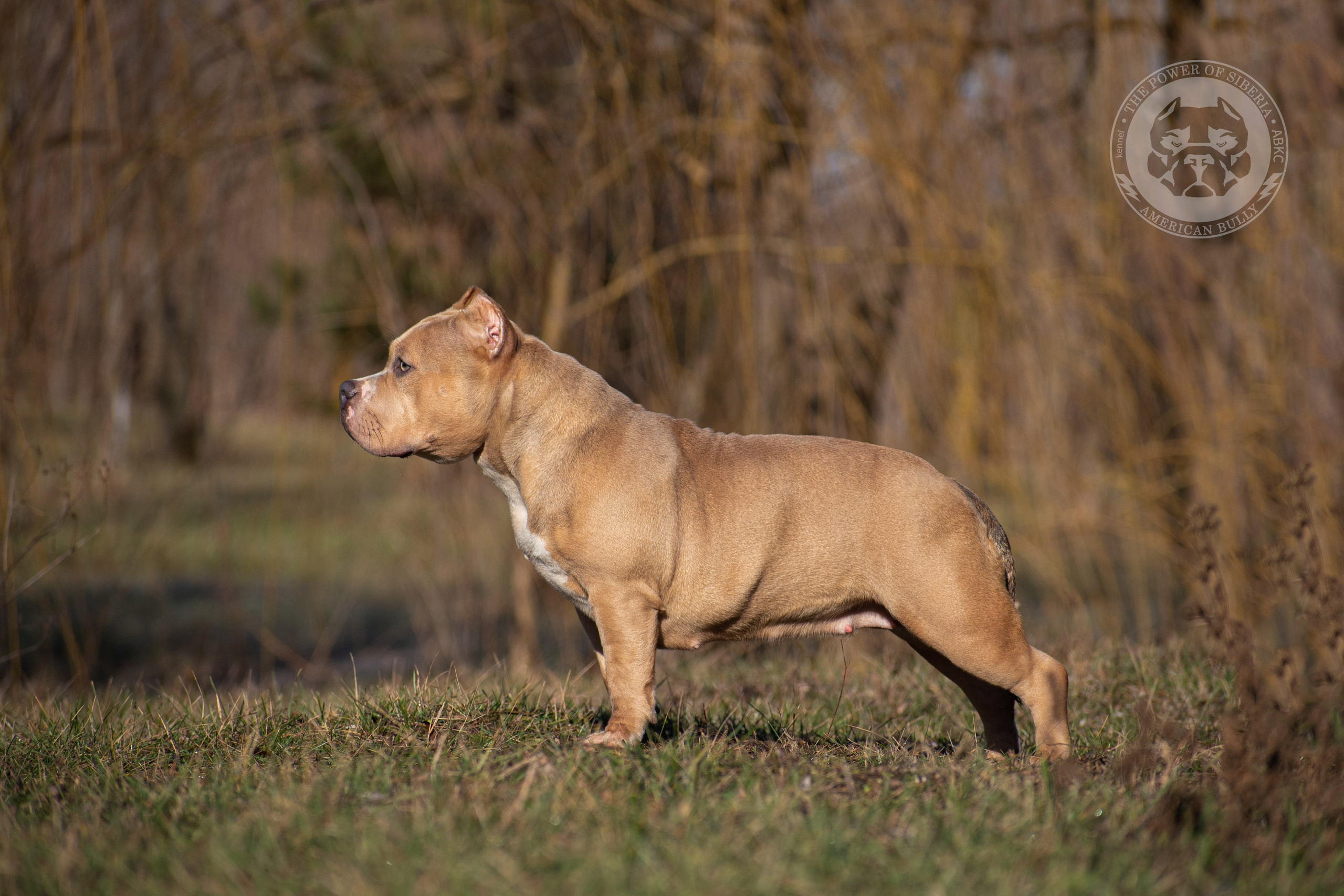 купить щенка в официальном питомнике Американских булли в Ставрополе