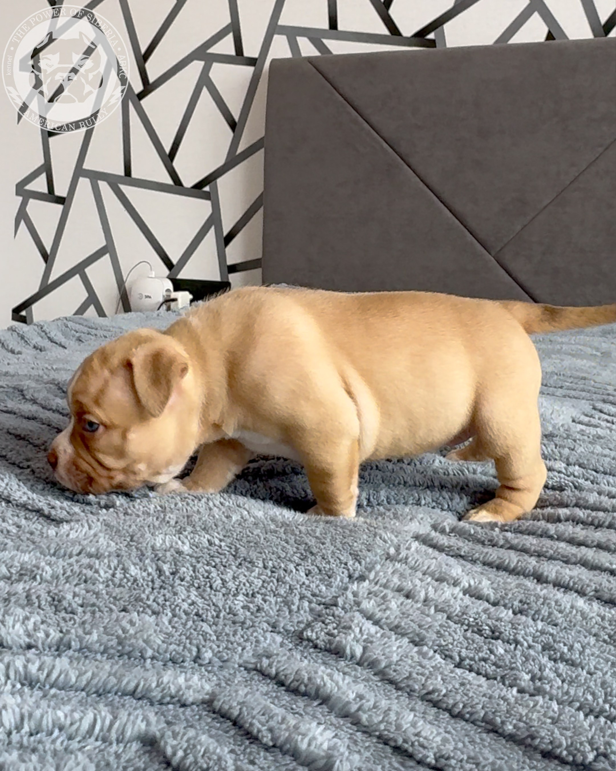 21.02.26-Мила-Турук. Американский Булли в г. Ростов-на-Дону. Питомник THE POWER OF SIBERIA