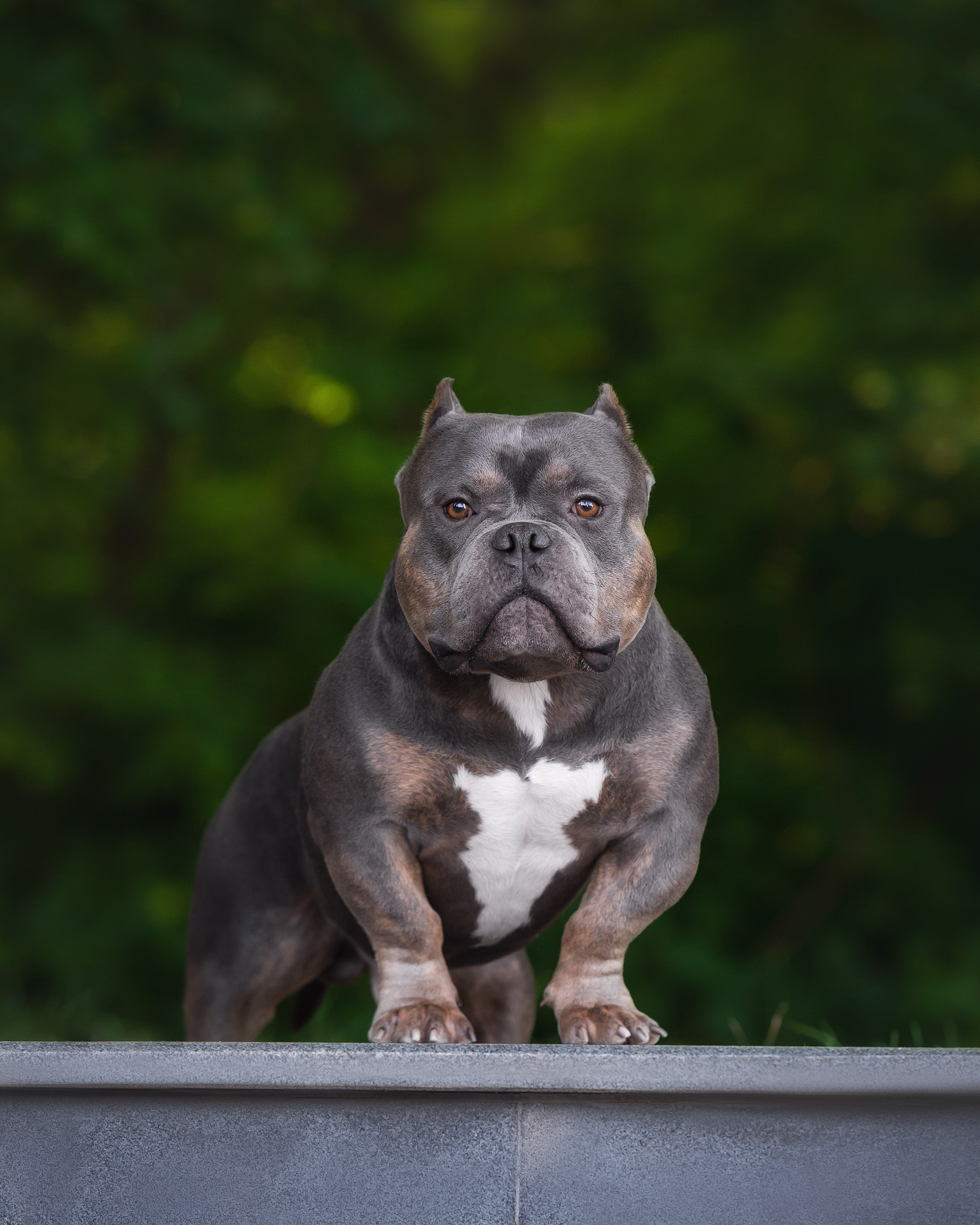 продажа щенков American Bully в Саратове