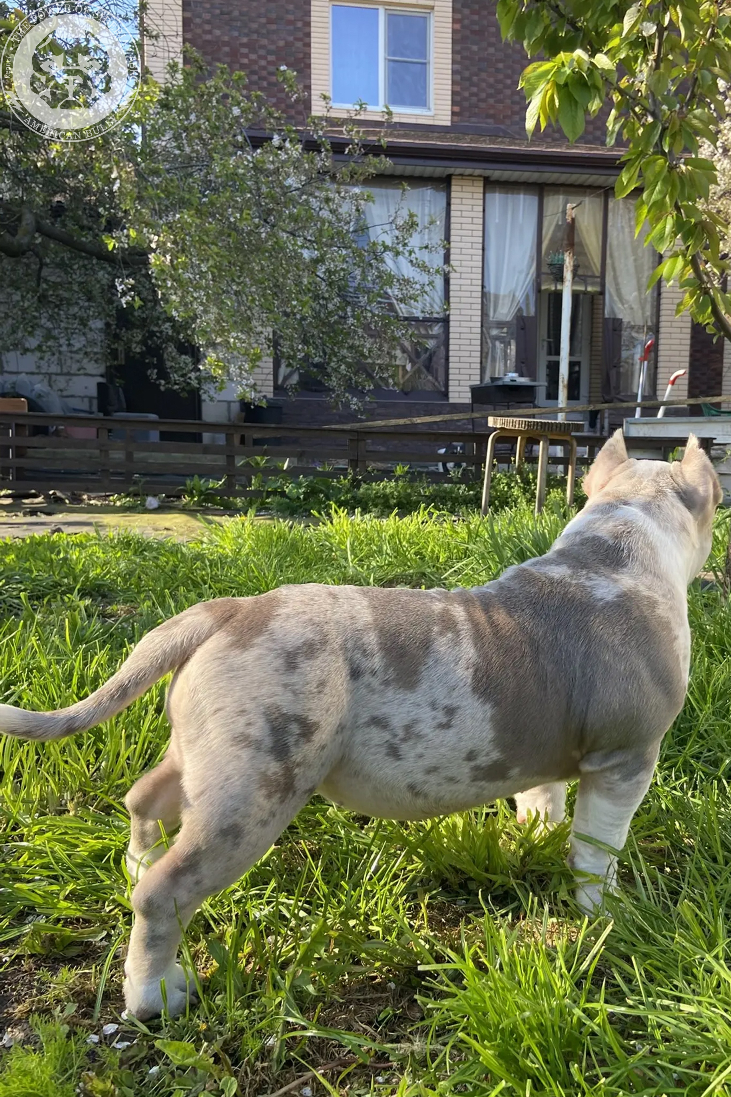 Свободные щенки Американский Булли, в типах покет, классик, стандарт. Американский Булли в г. Ростов-на-Дону. Питомник THE POWER OF SIBERIA