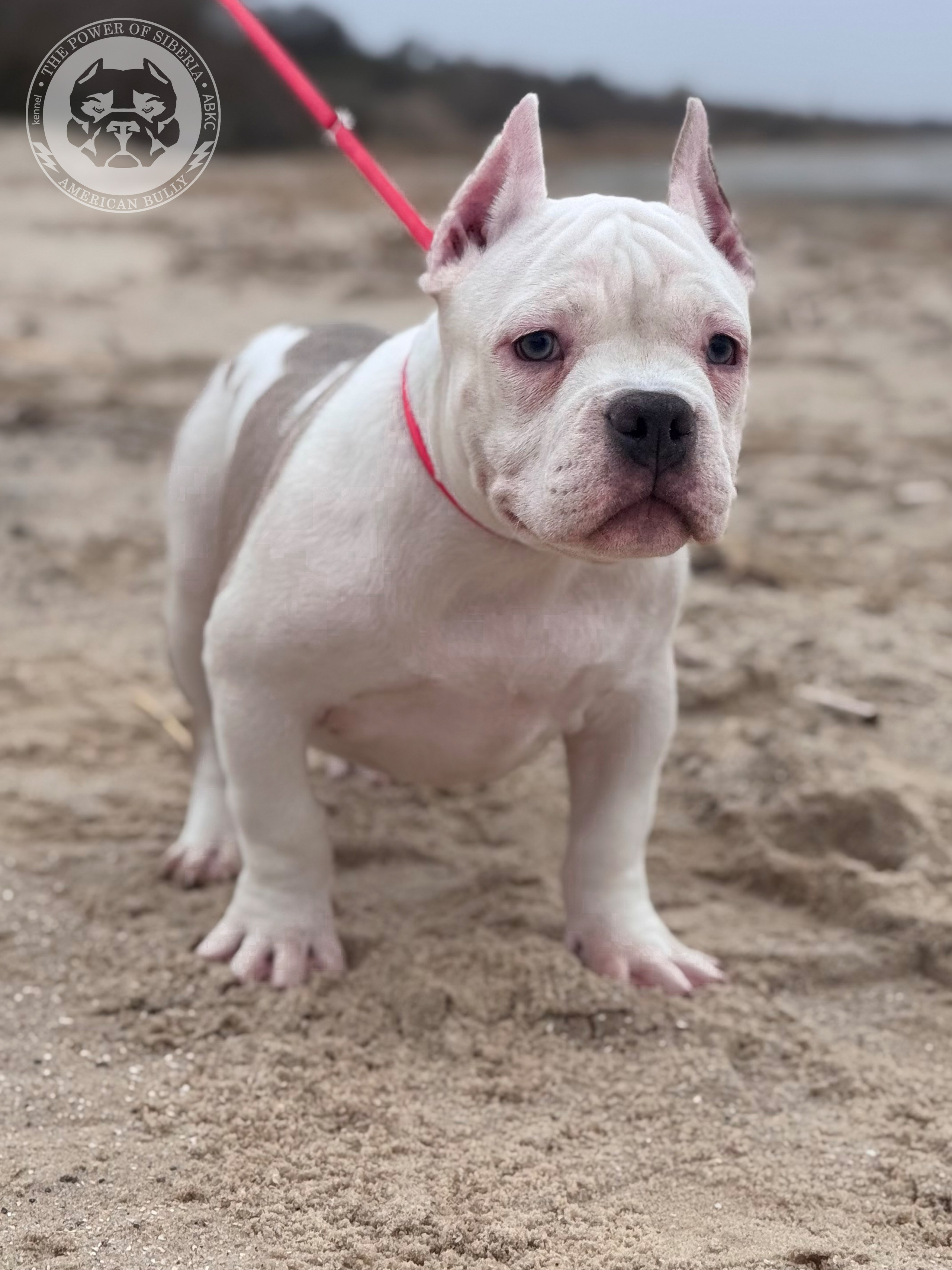 Свободные щенки Американский Булли стандарт и Свободные щенки Американский Булли классик. Американский Булли в г. Ростов-на-Дону. Питомник THE POWER OF SIBERIA