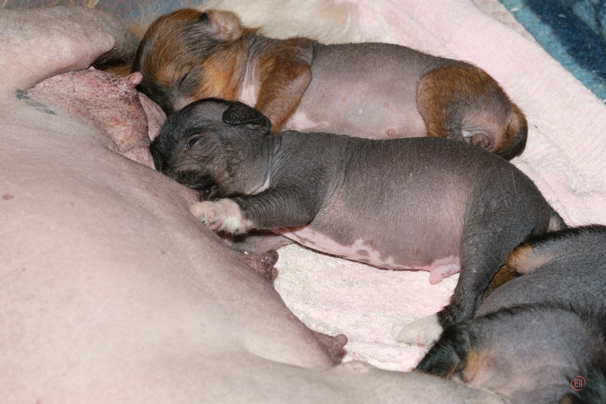 Litter V. Poale Ell Chinese Crested Dog Kennel: Buy a puppy from the kennel