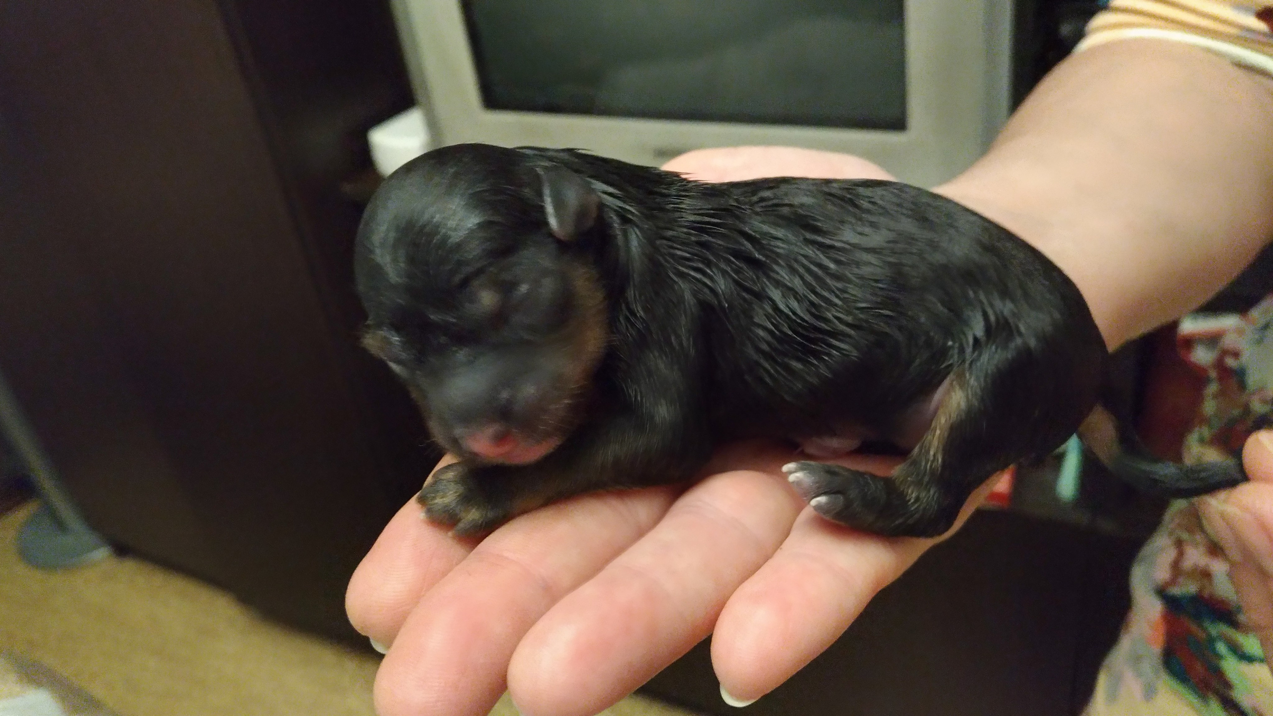 Litter B. Chinese Crested Dog Kennel Poale Ell