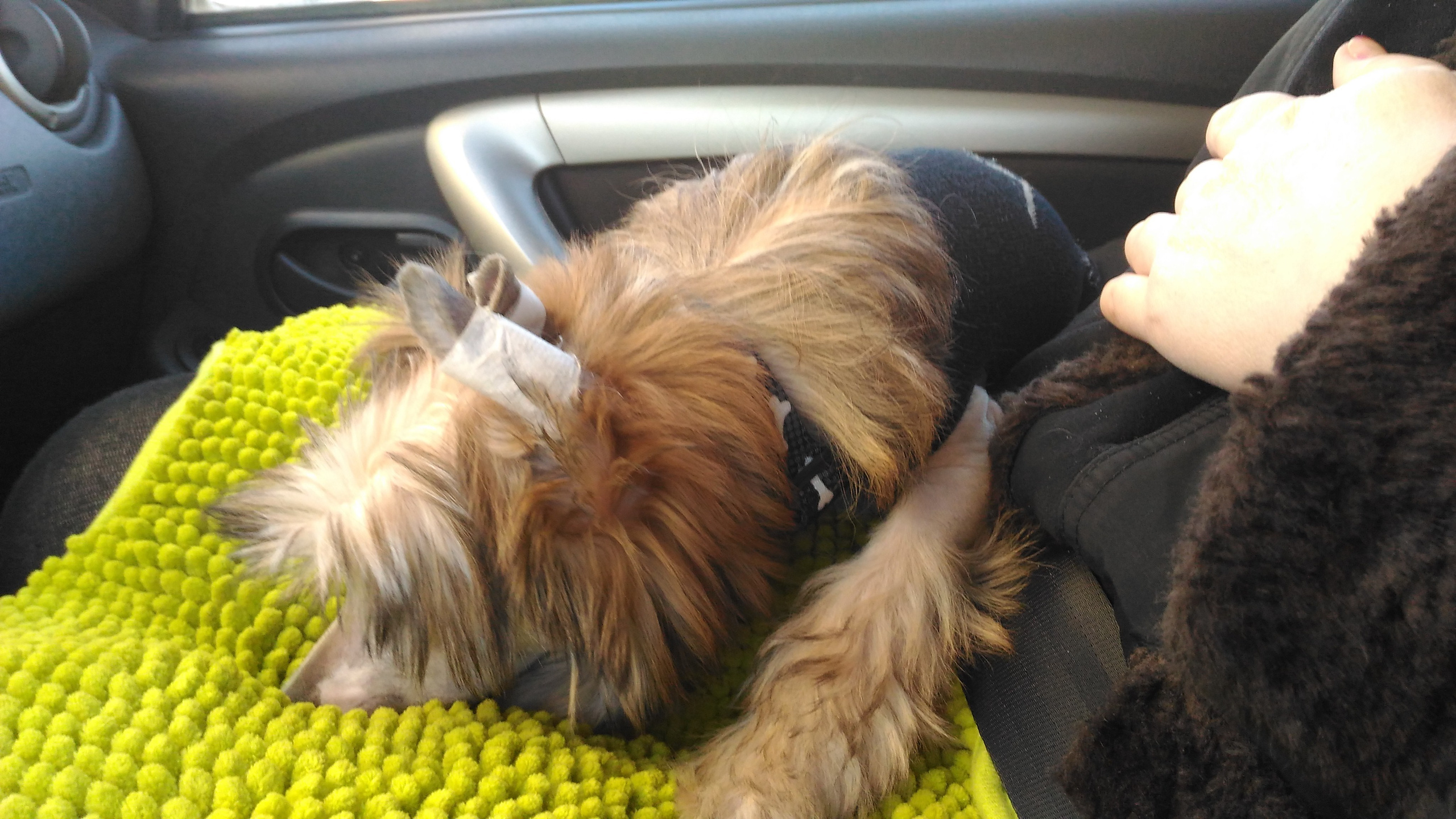 Lux, a new member of the family. Poale Ell Chinese Crested Dog Kennel: Buy a puppy from the kennel