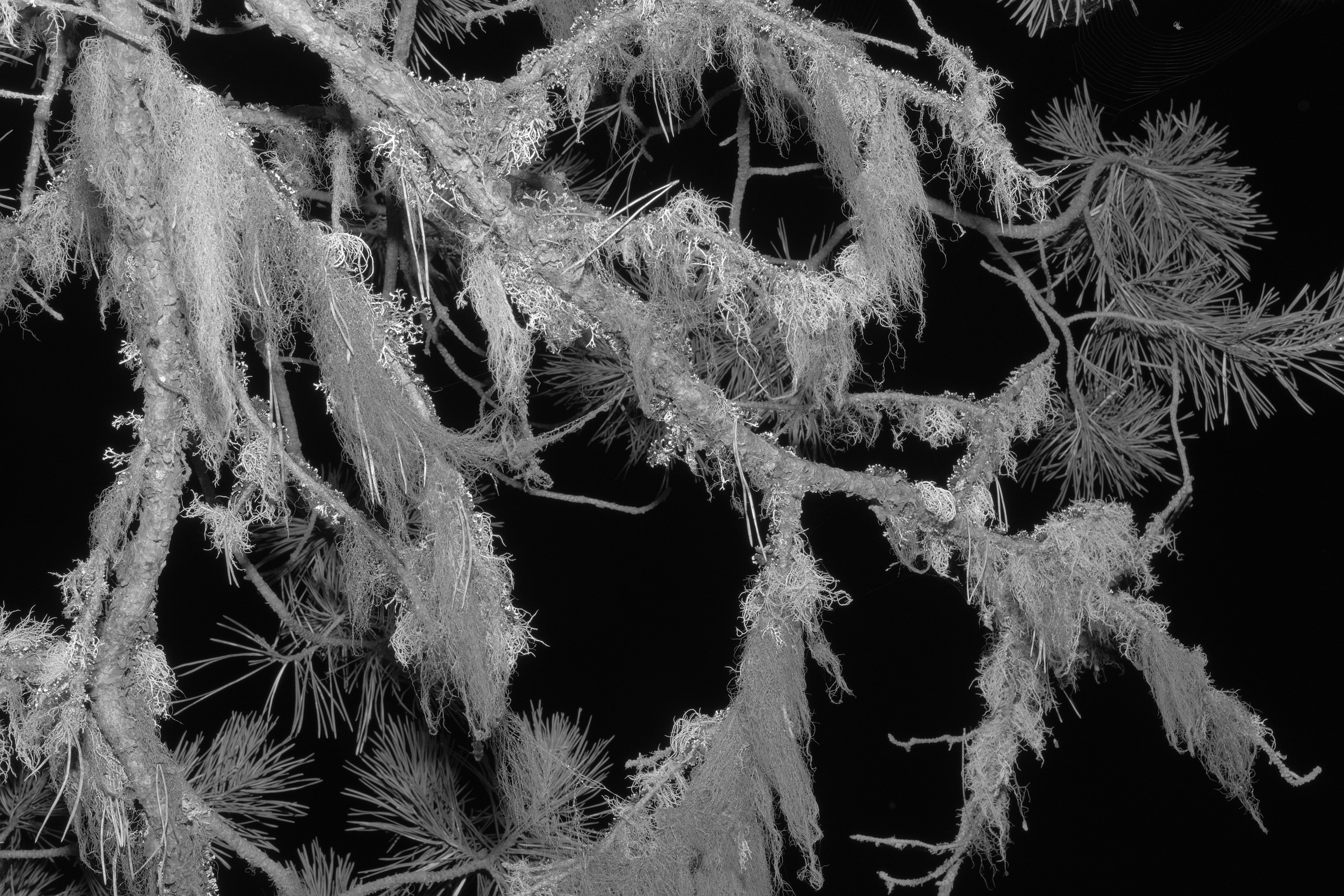 Pohjola. Artem Glukhan