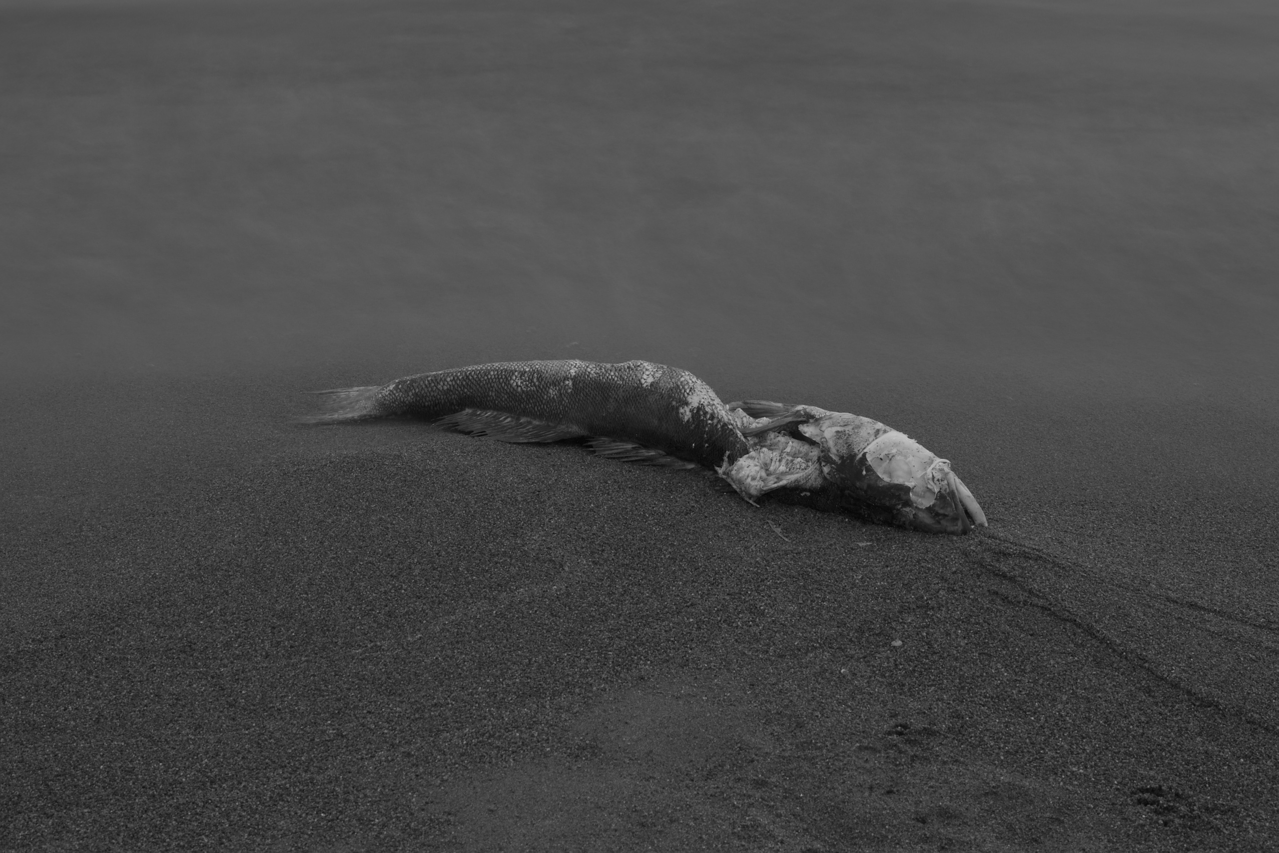 Pohjola. Artem Glukhan