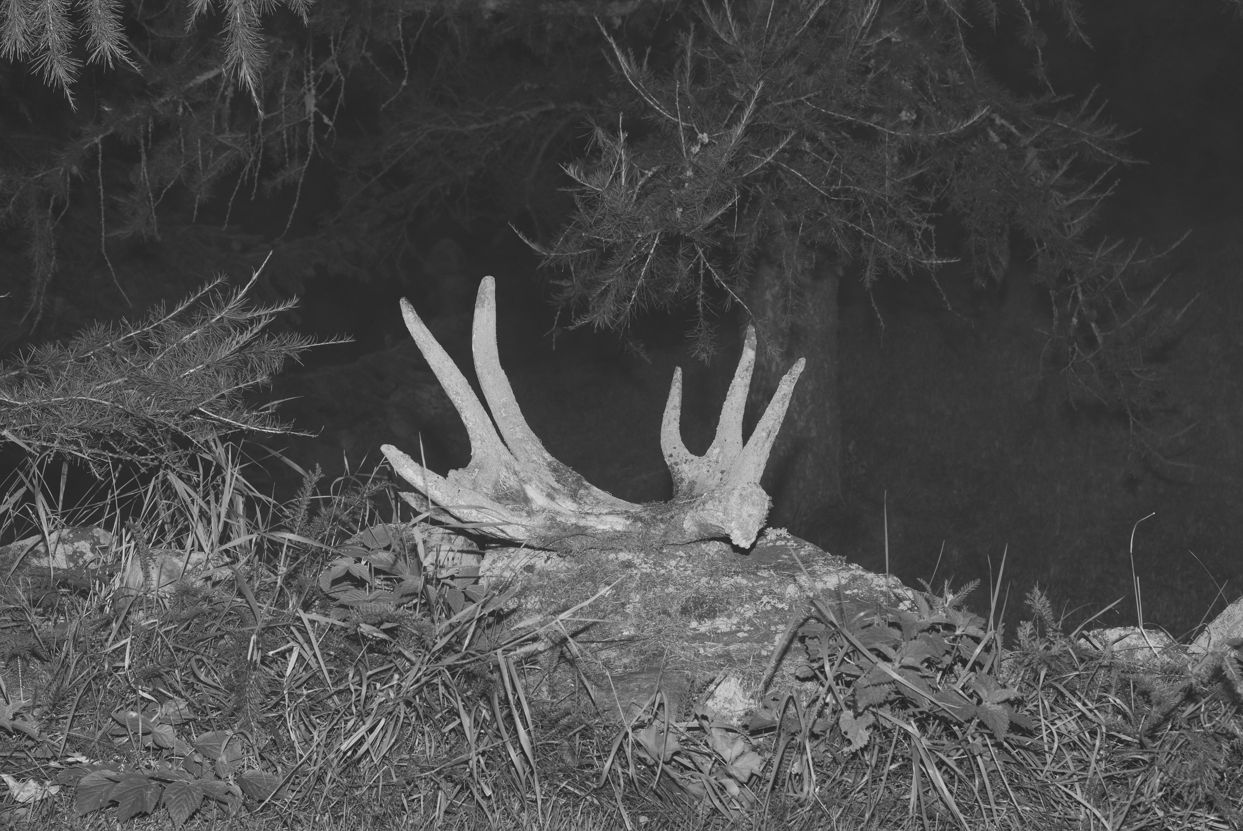 Pohjola. Artem Glukhan