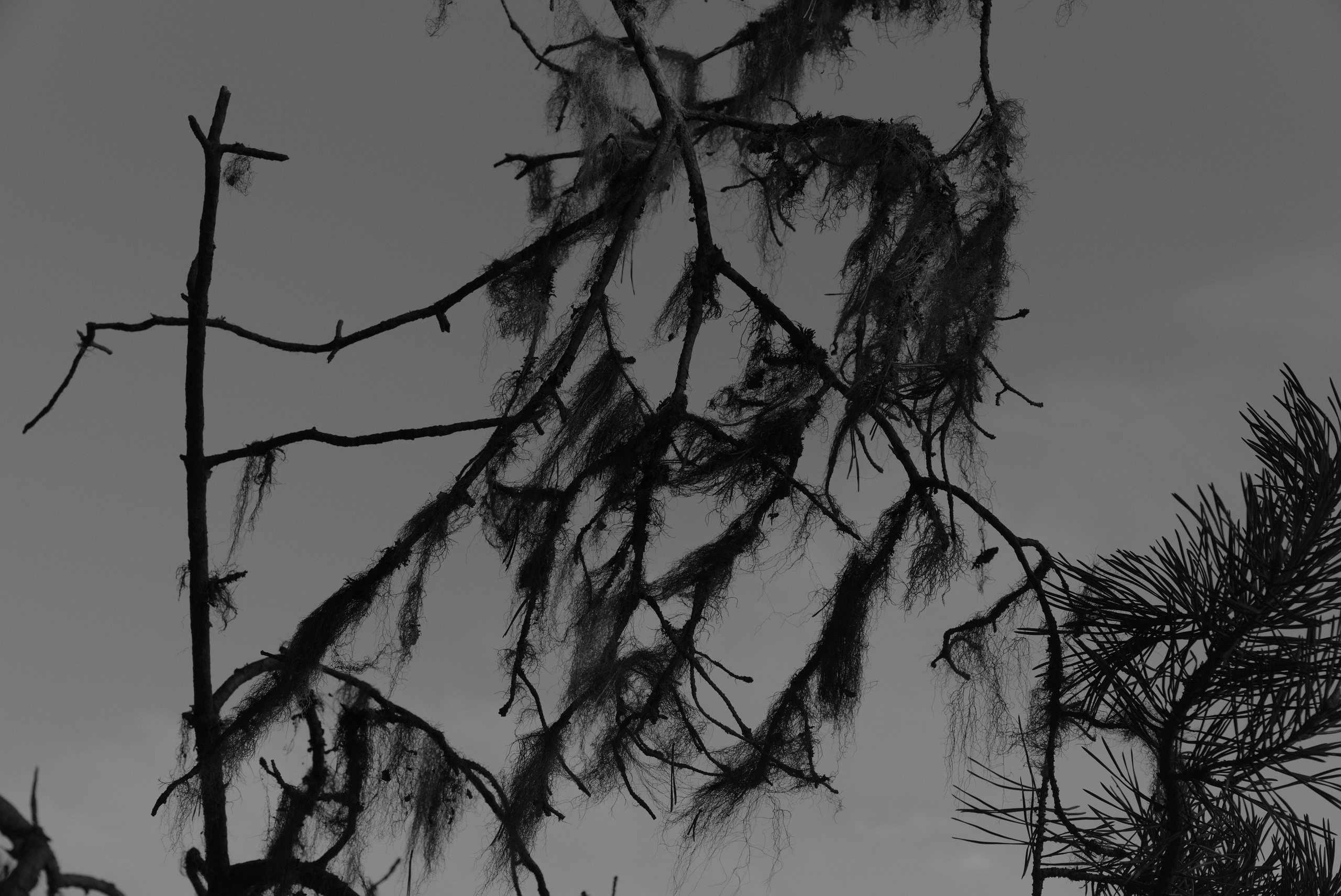 Pohjola. Artem Glukhan