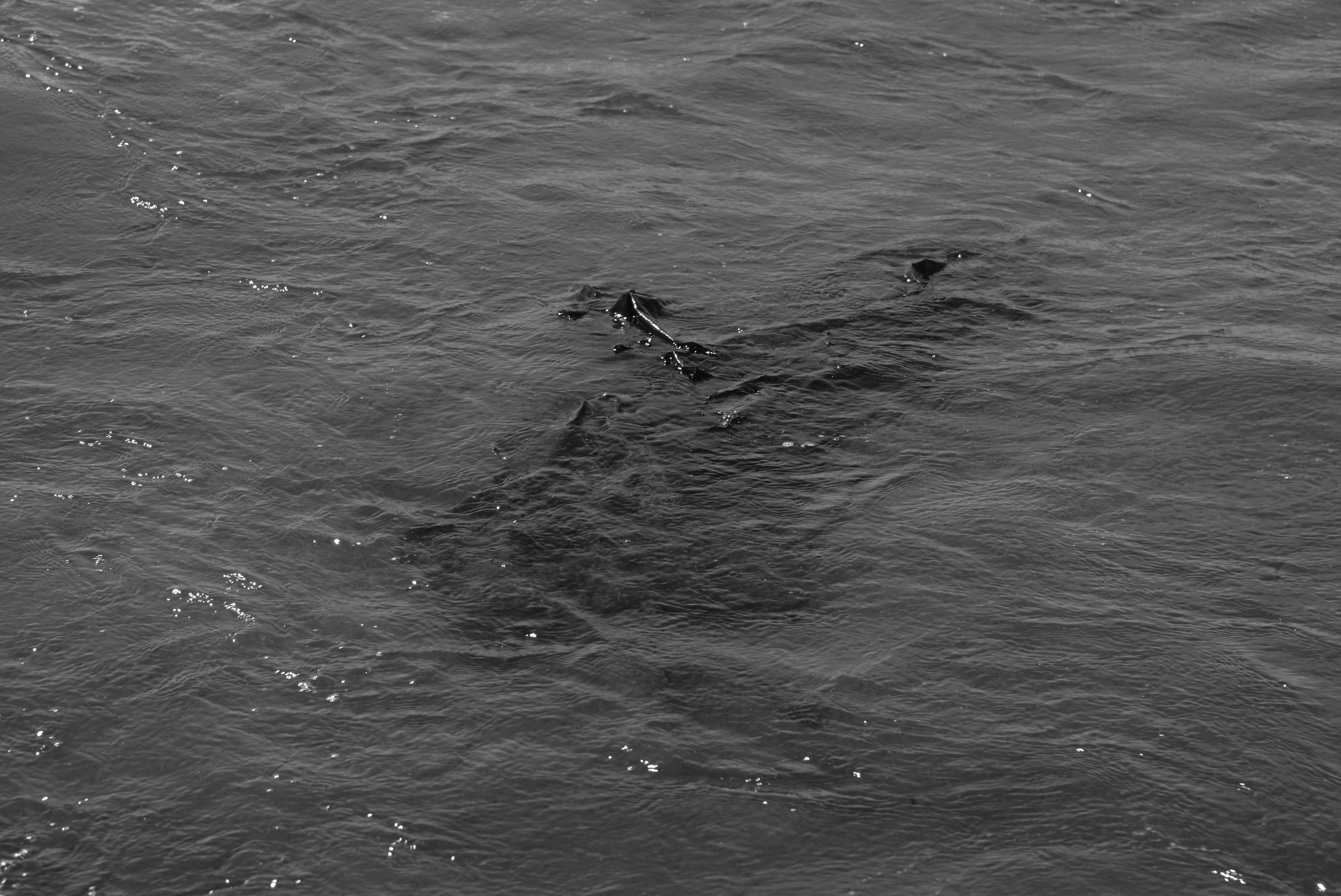 Pohjola. Artem Glukhan