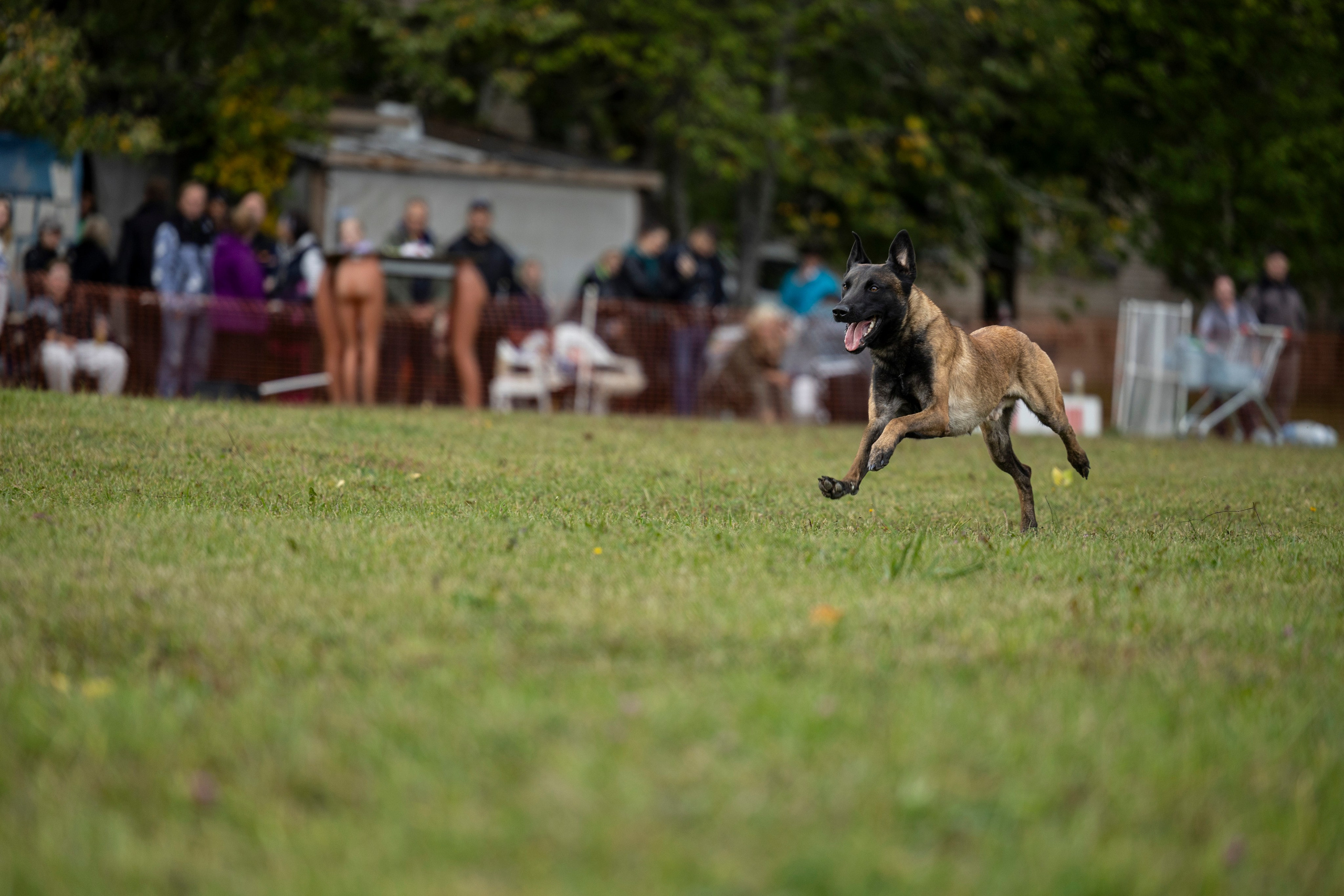 Испытания по Мондьорингу г. Пушкин. Фотограф-анималист Анна Маринич