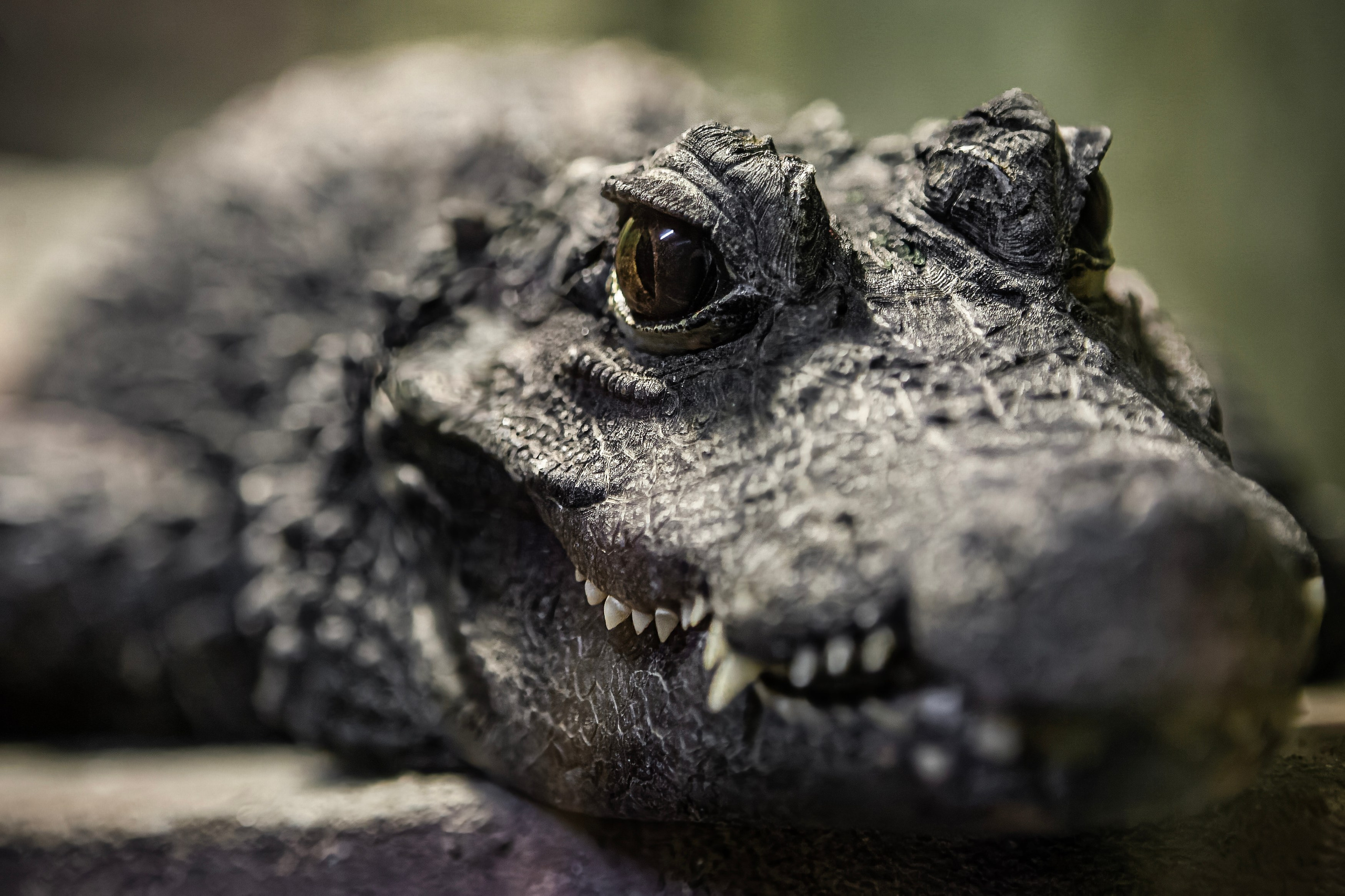 ЗООПАРК. Фотограф Владимир Остапенко