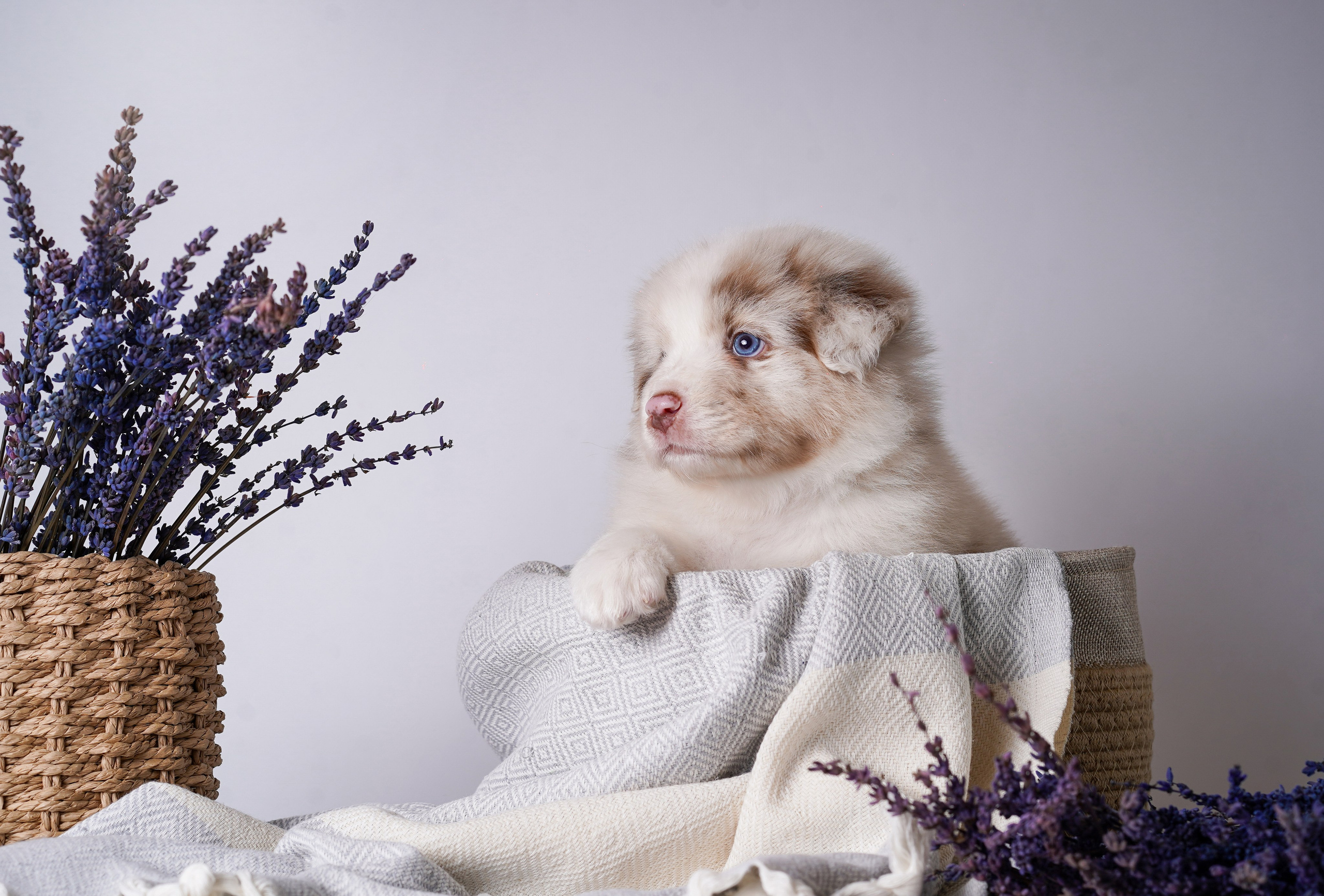 Щенки австралийской овчарки. Фотограф-анималист в Санкт-Петербурге Яна Мартынова