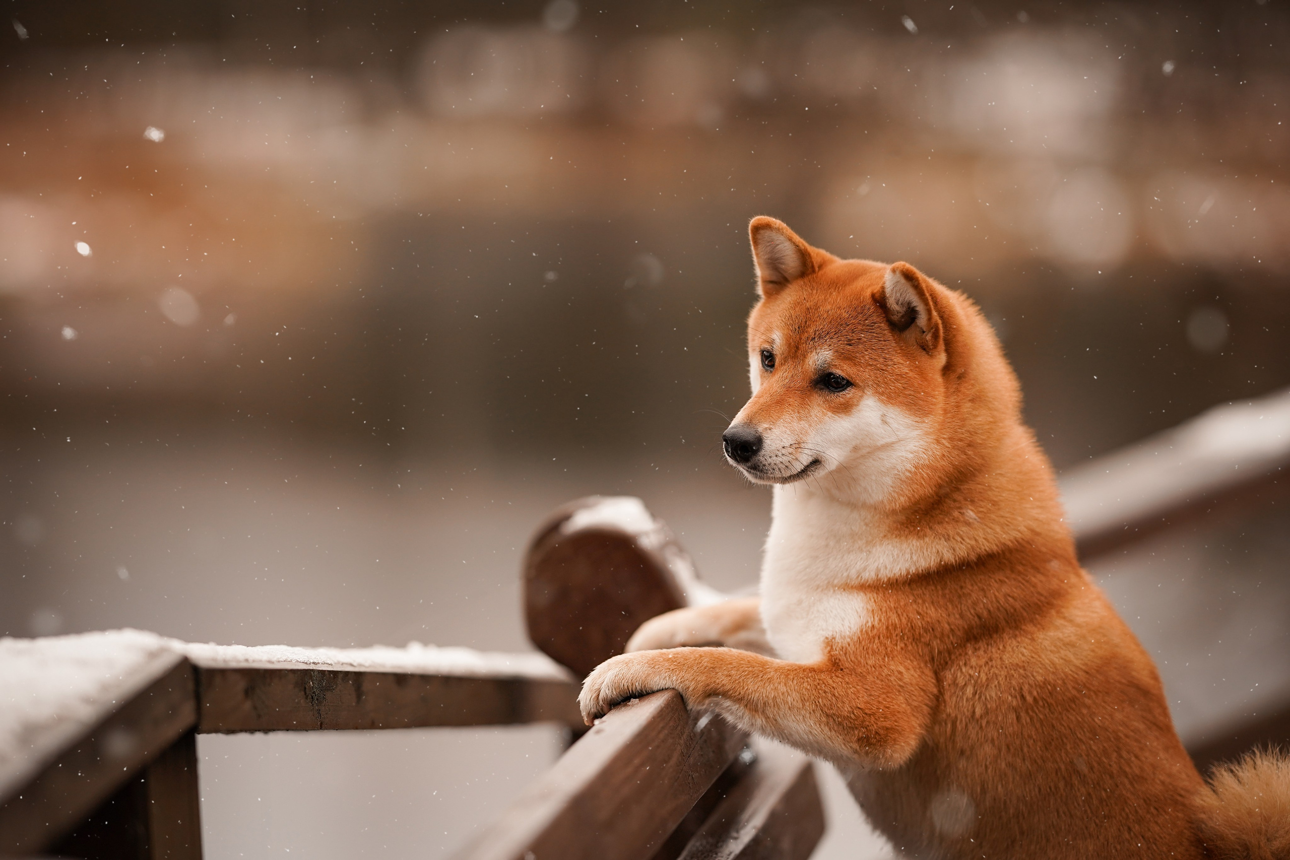 Алина и Юми. Фотограф-анималист в Санкт-Петербурге Яна Мартынова