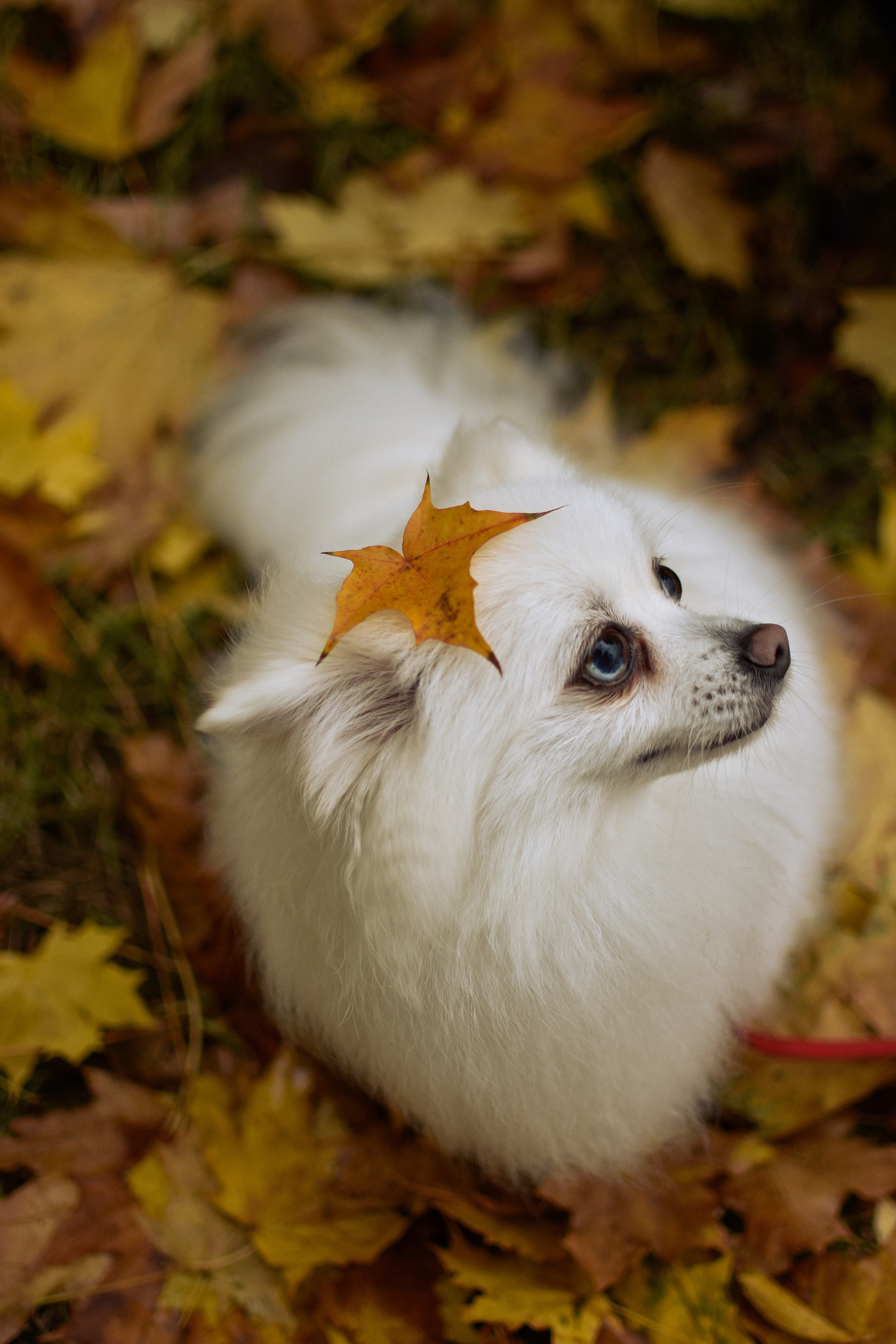 Анабель и Саша. Фотограф-анималист Ксения Шевцова|Москва