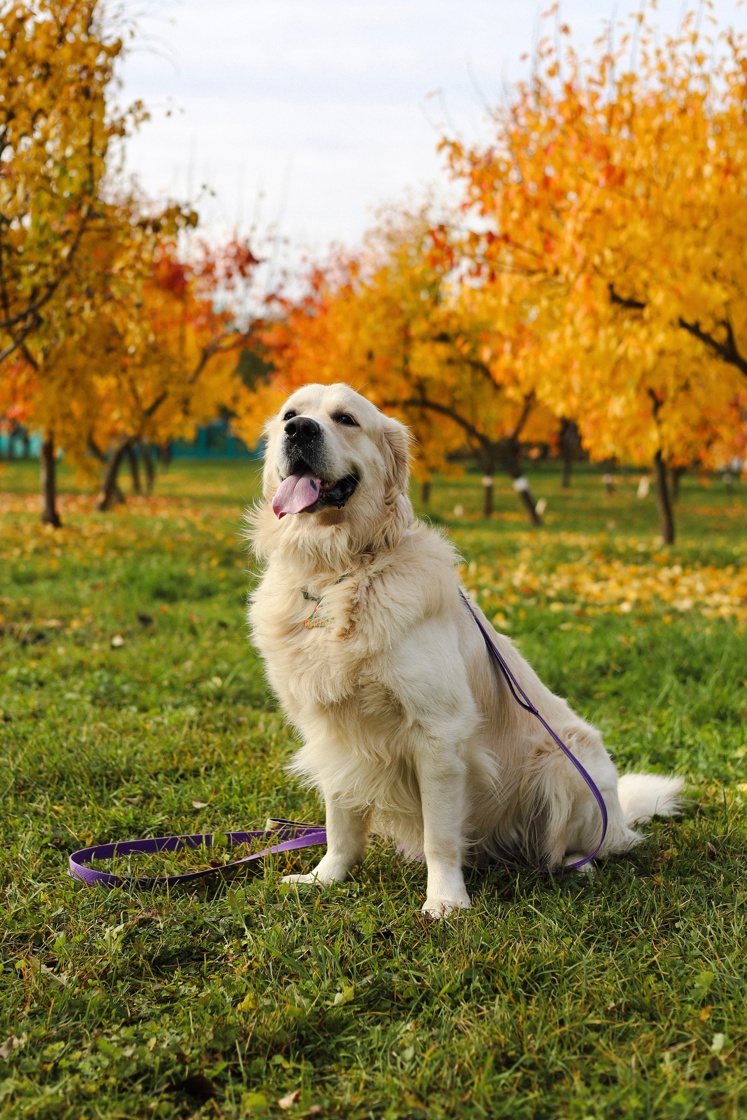Фрэнк, Даша и Максим. Фотограф-анималист Ксения Шевцова|Москва