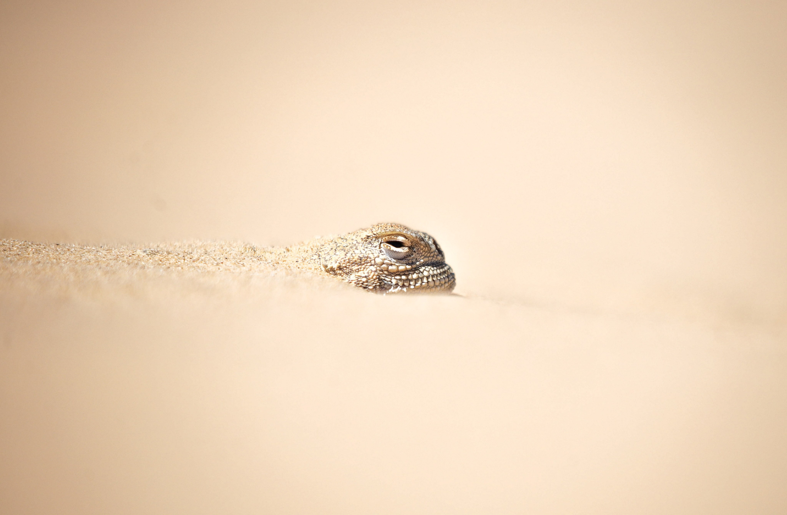 Природа. Глеб Захаренко — спортивный и репортажный фотограф в Крыму