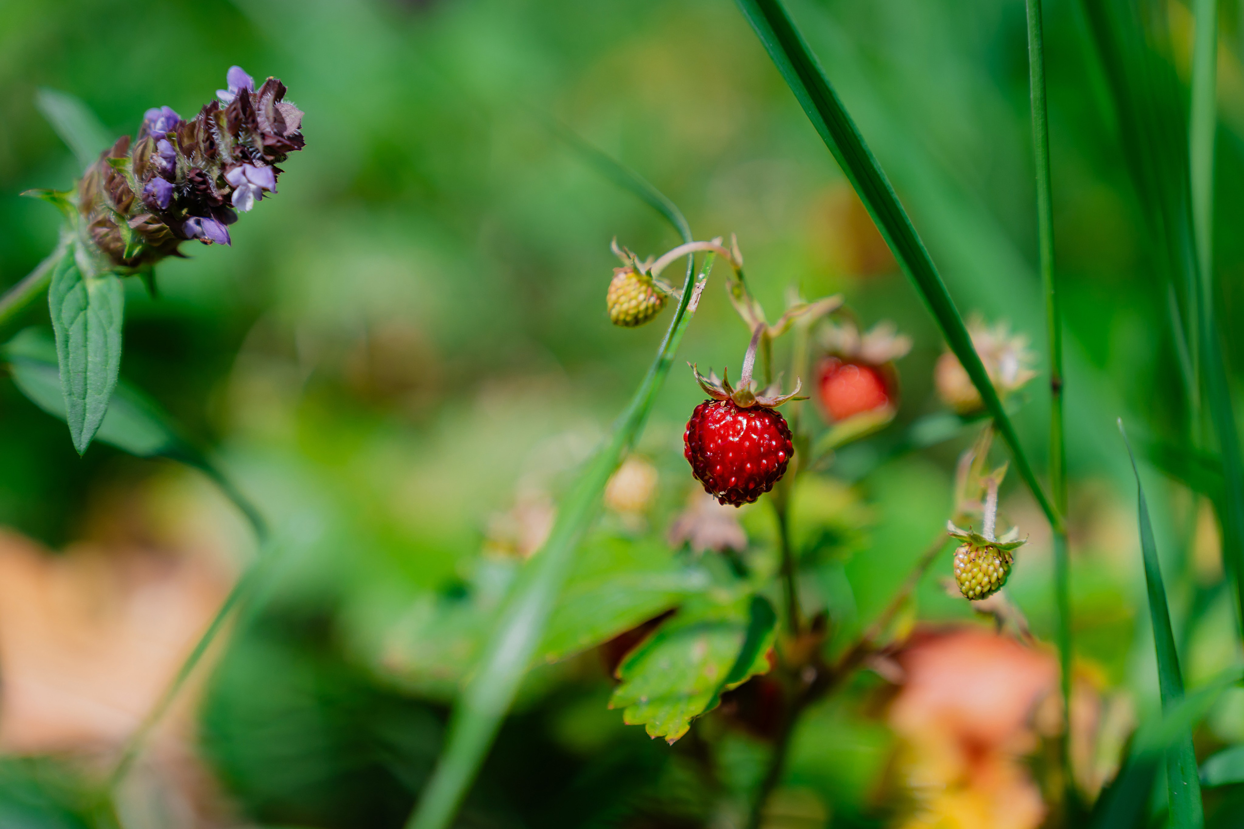 Глемпинг. Фотограф в Туле и области Константин Гудовичев