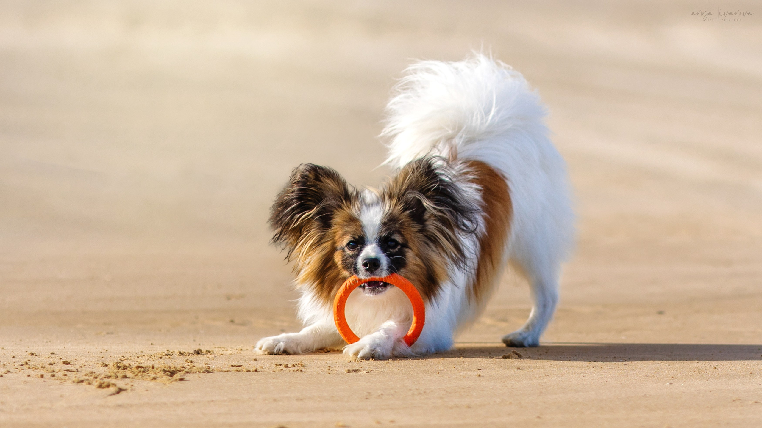 Хьюстон. Фотограф анималист Аня Ливанова | Рыбинск