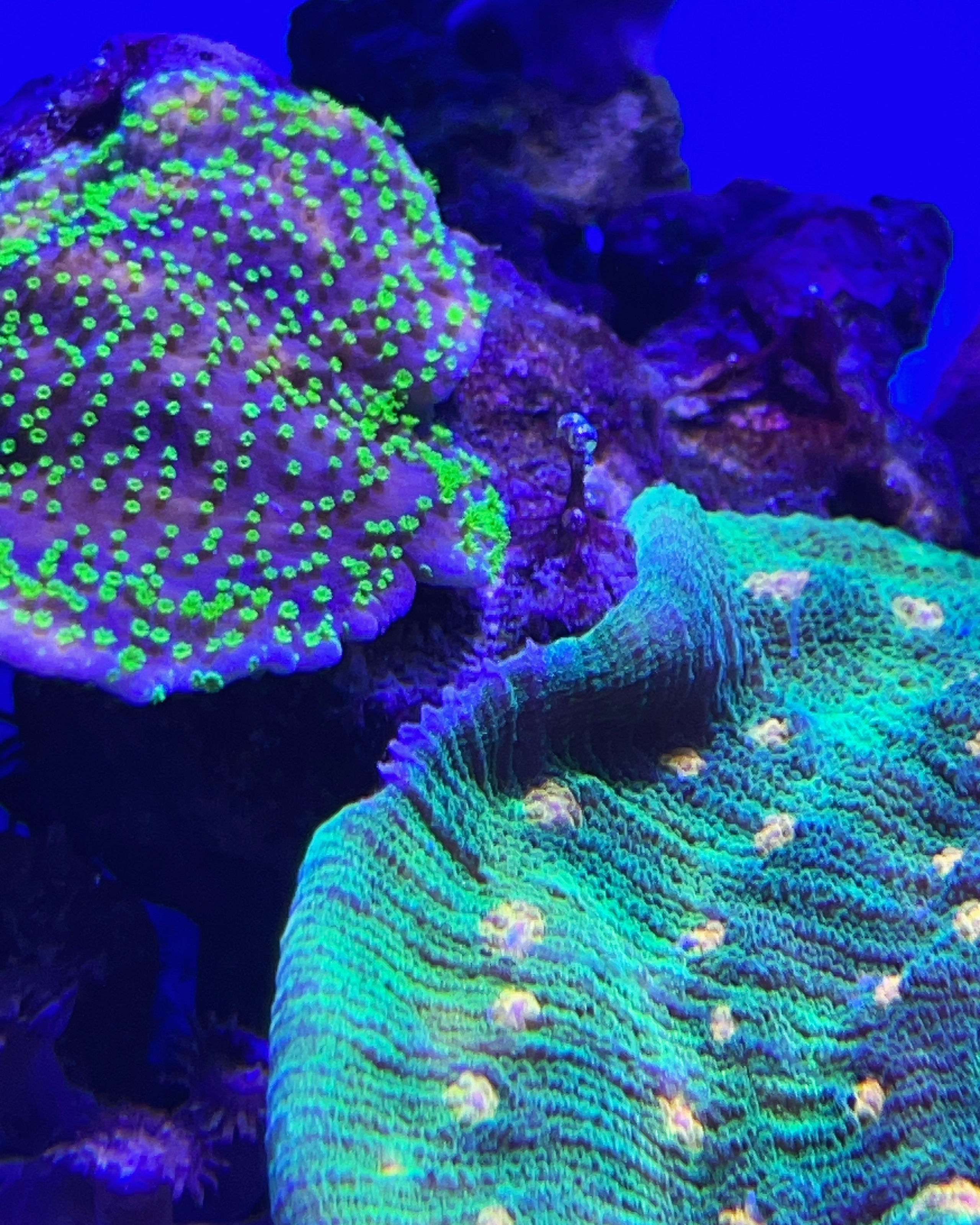 Портфолио морских аквариумов. Максим Ерёмин. Home